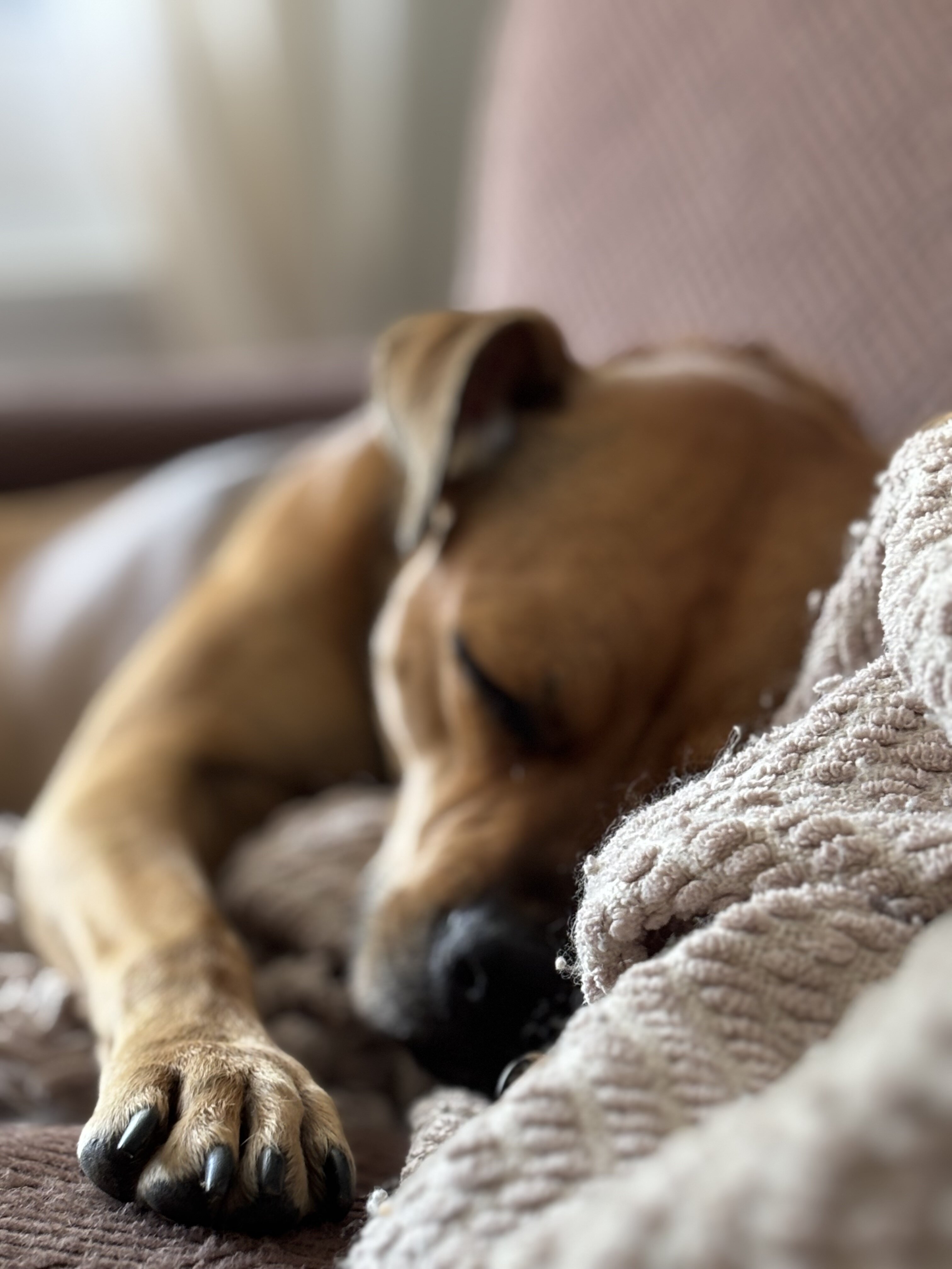 Australian cattle dog/American pitbull terrier mix image 10