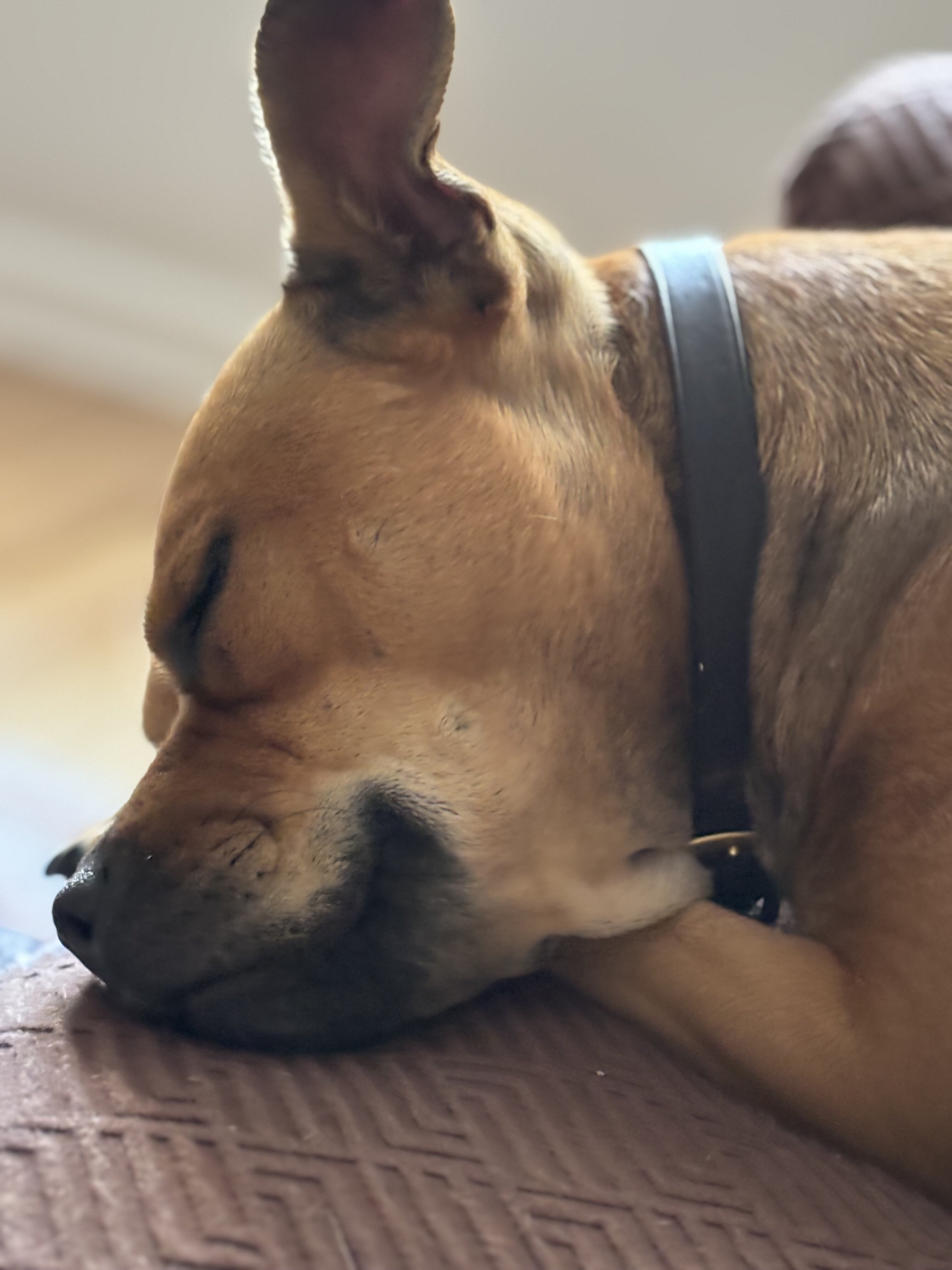 Australian cattle dog/American pitbull terrier mix image 9