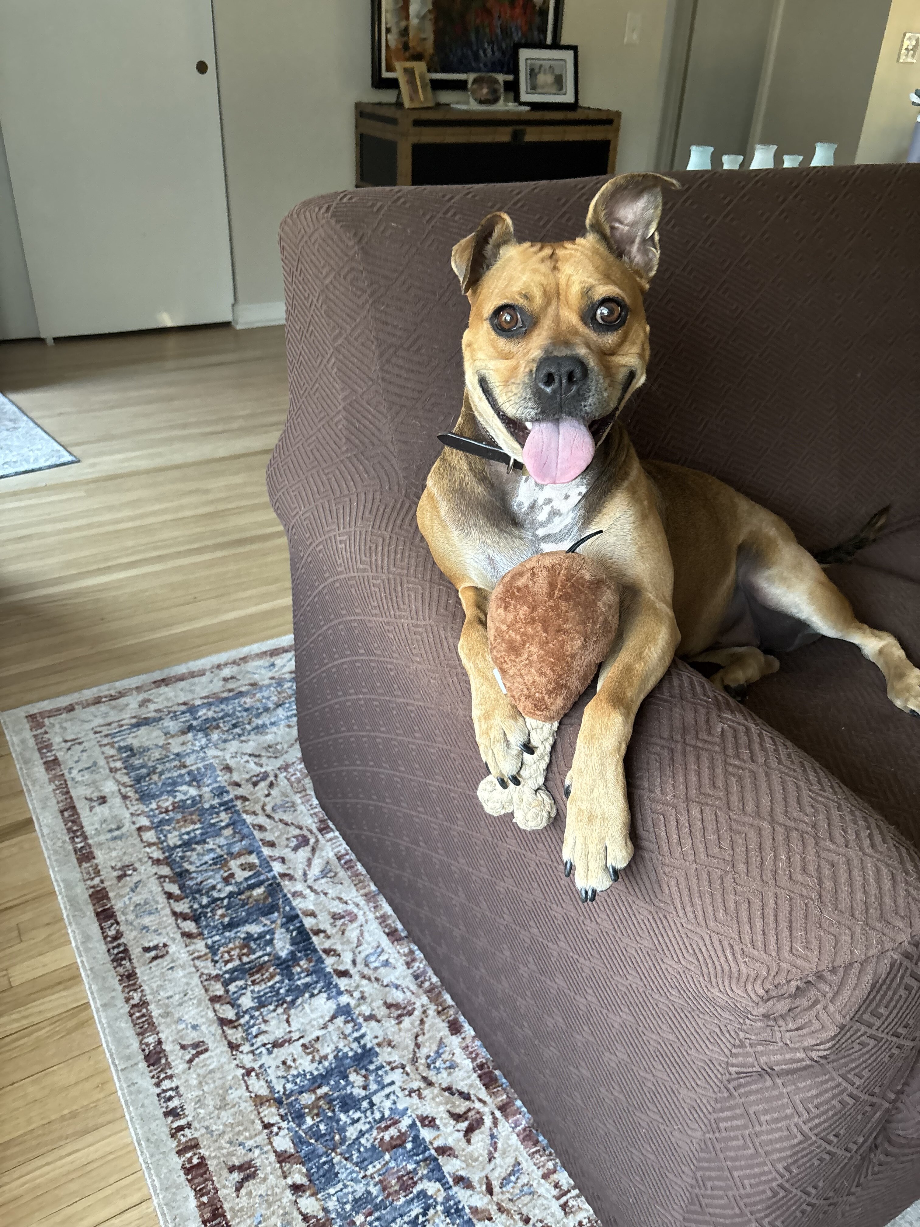 Australian cattle dog/American pitbull terrier mix image 2