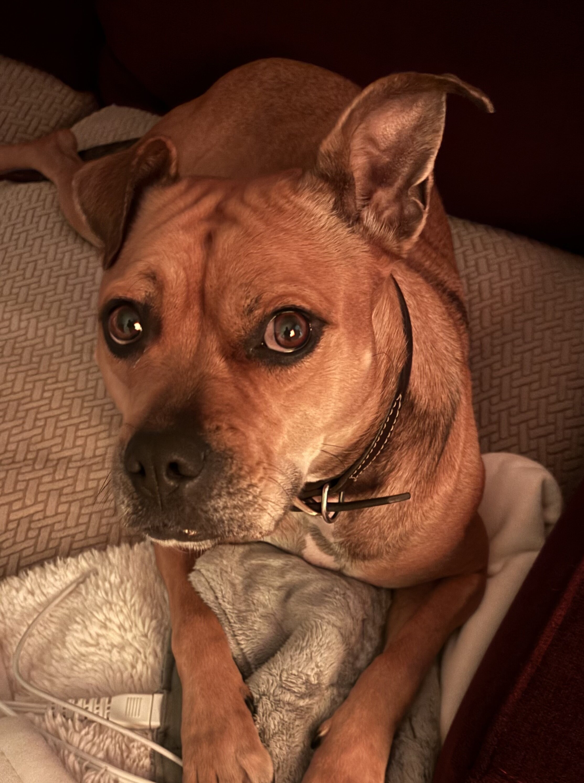 Australian cattle dog/American pitbull terrier mix image 7
