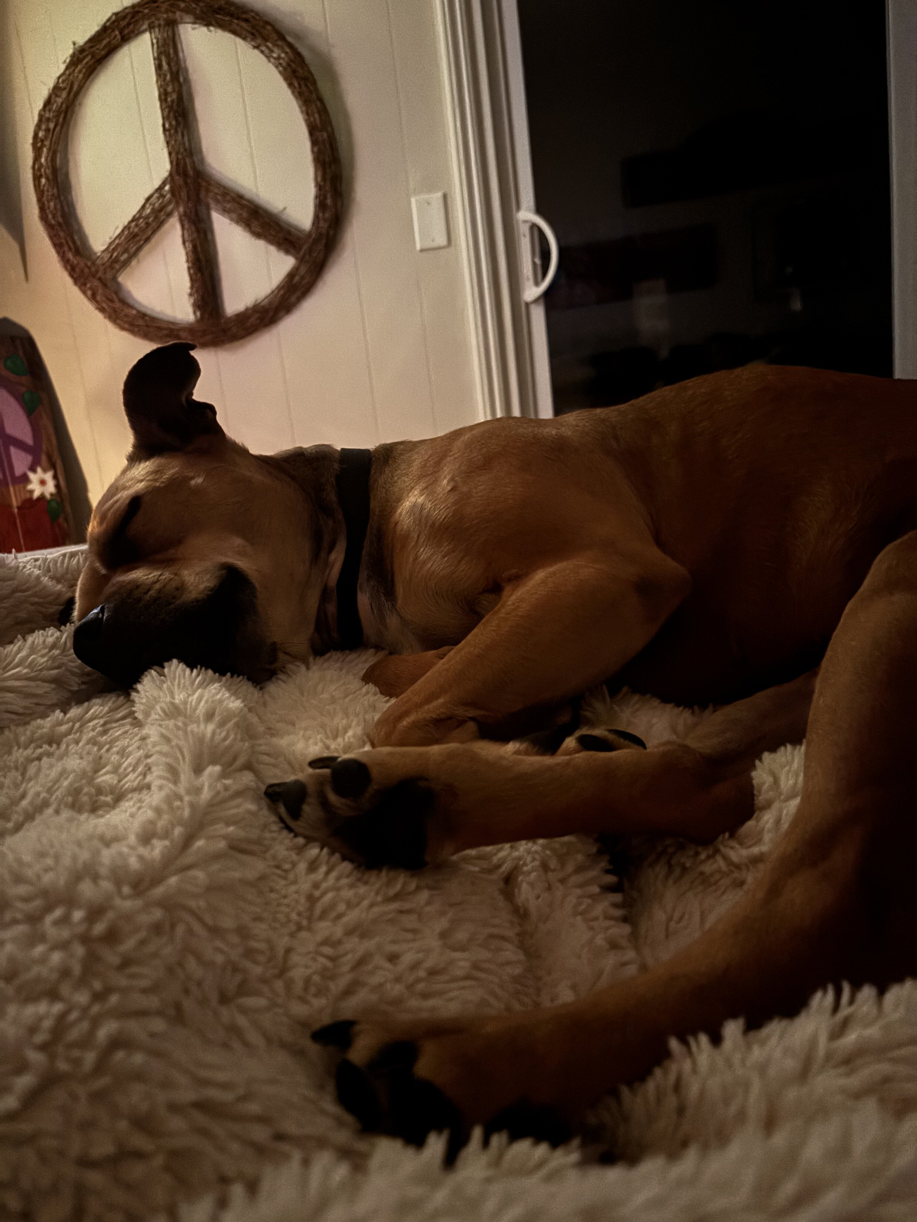 Australian cattle dog/American pitbull terrier mix image 3