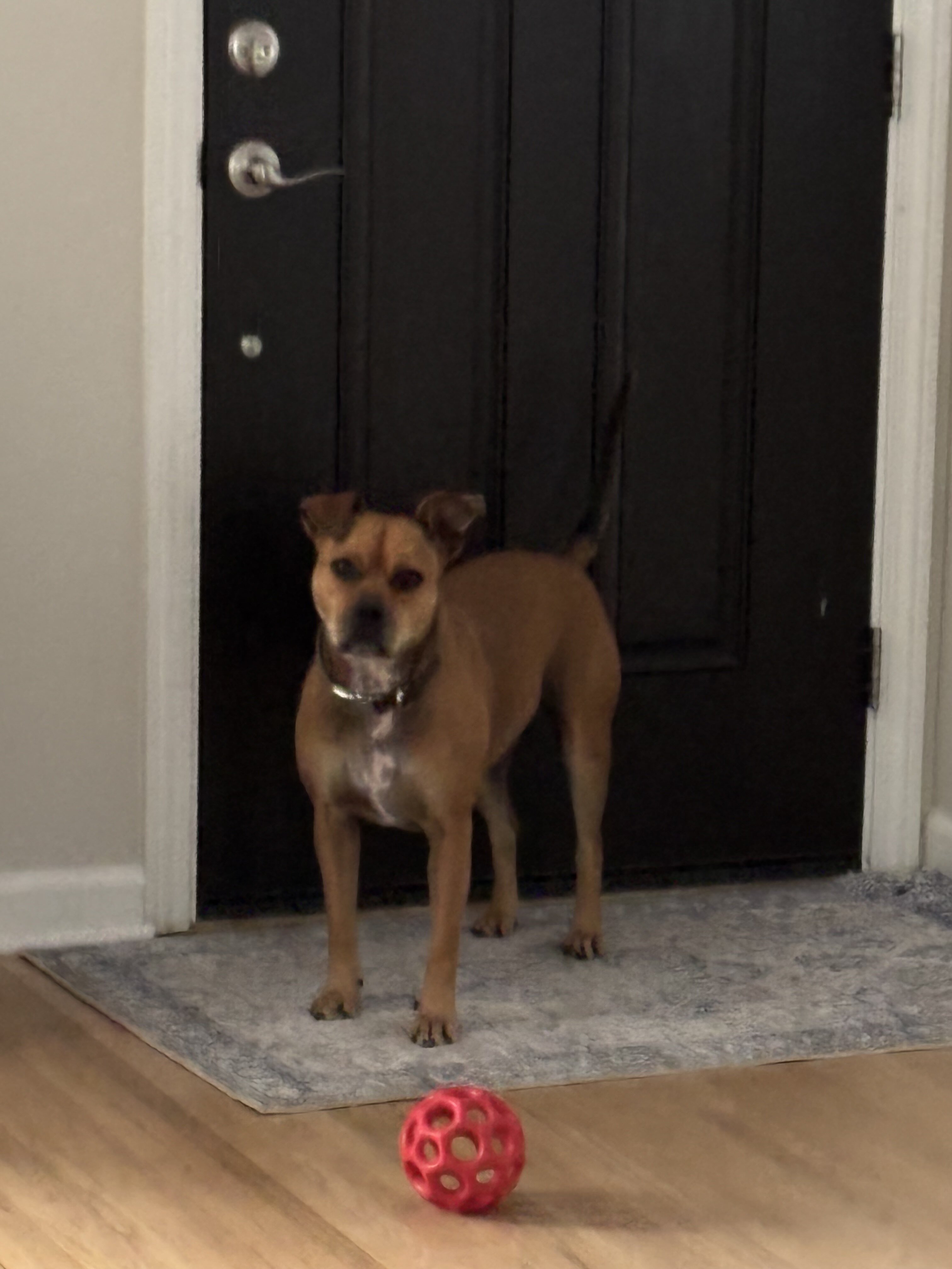 Australian cattle dog/American pitbull terrier mix image 6