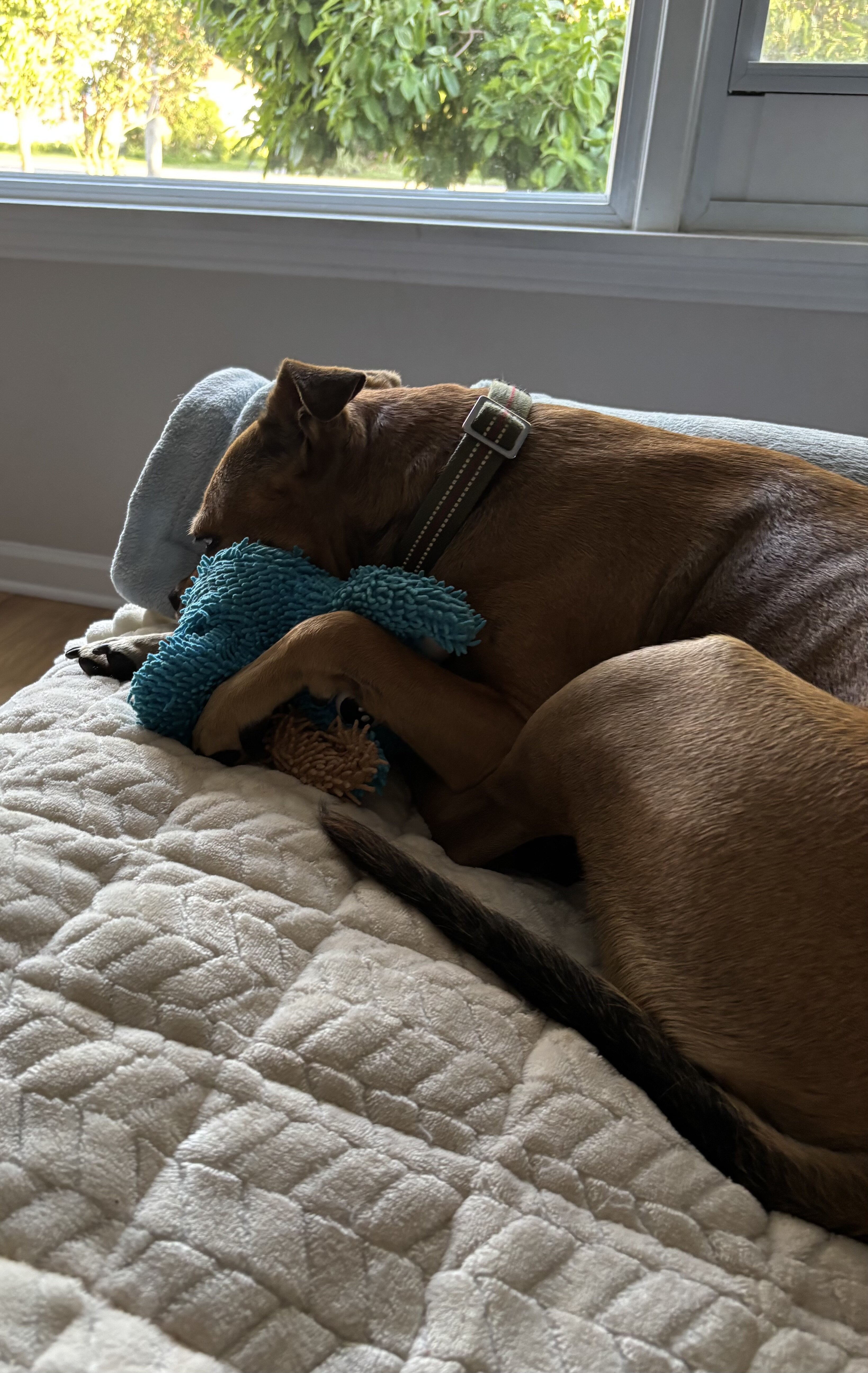 Australian cattle dog/American pitbull terrier mix image 5