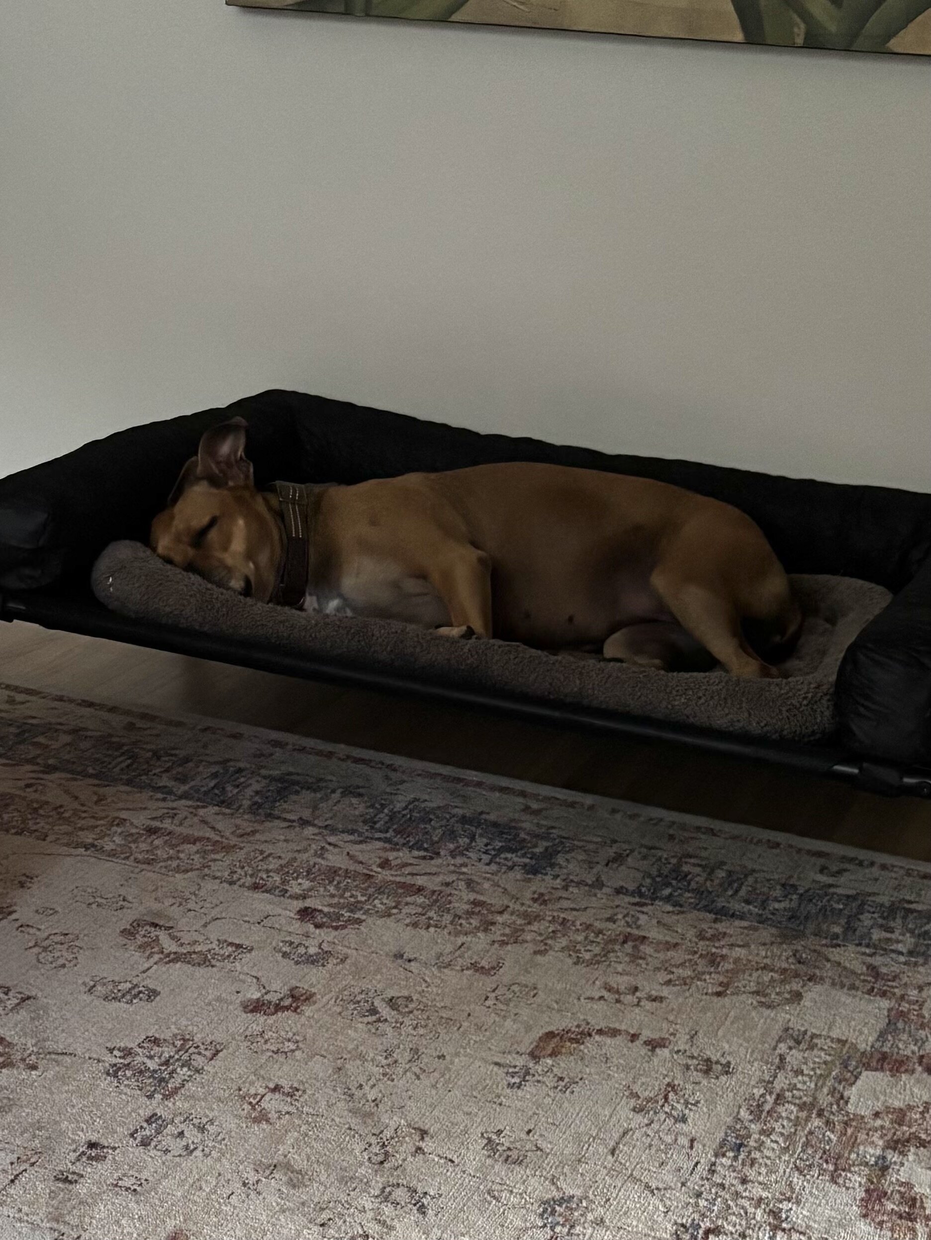 Australian cattle dog/American pitbull terrier mix image 4
