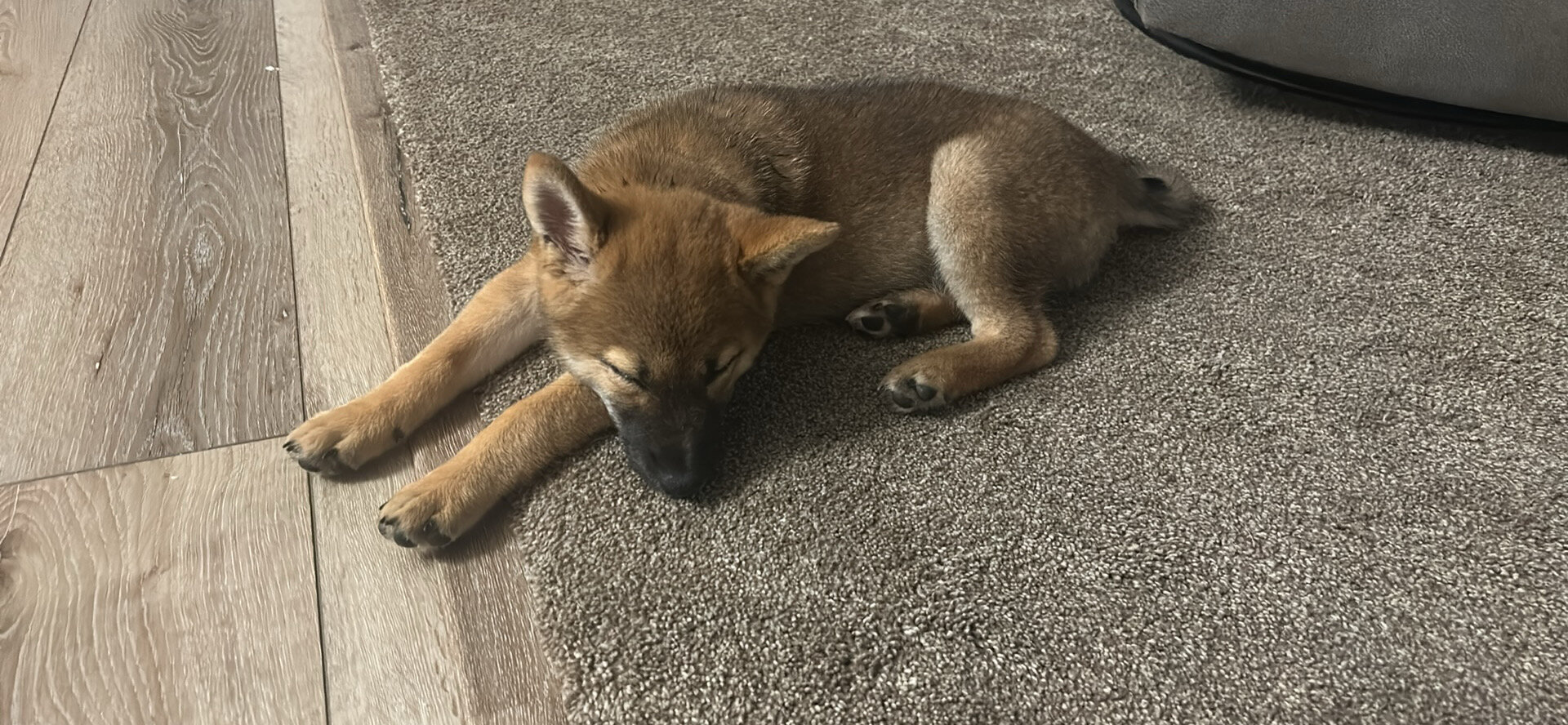 Red Sesame Shiba Inu (pure bred) image 3