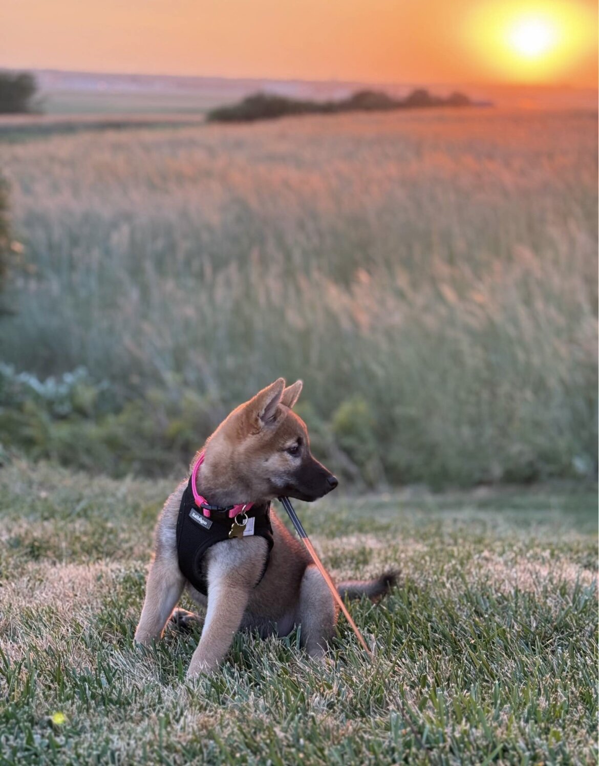 Red Sesame Shiba Inu (pure bred) image 2