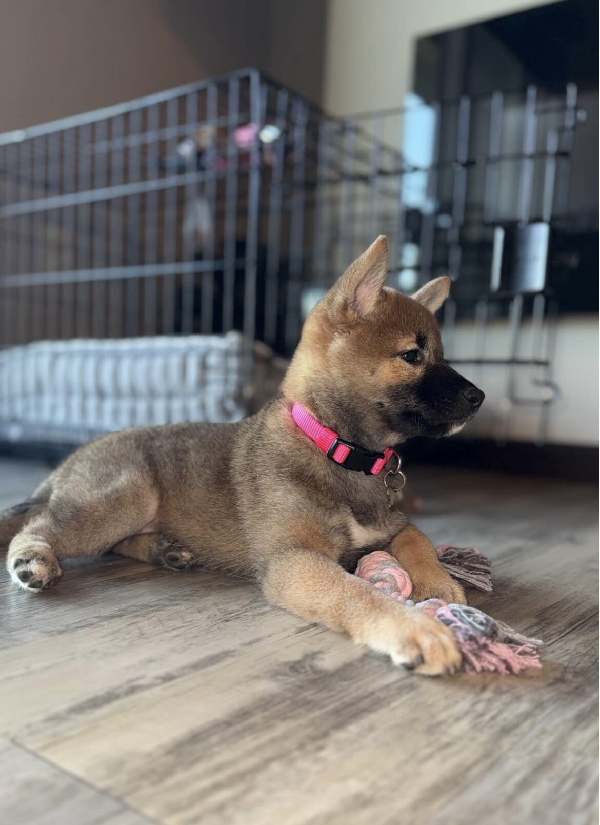 Red Sesame Shiba Inu (pure bred) image 1