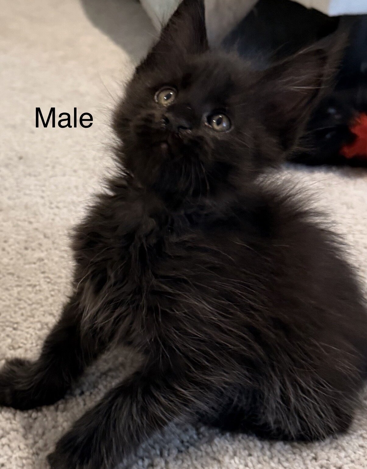 Maine Coon Kittens image 4