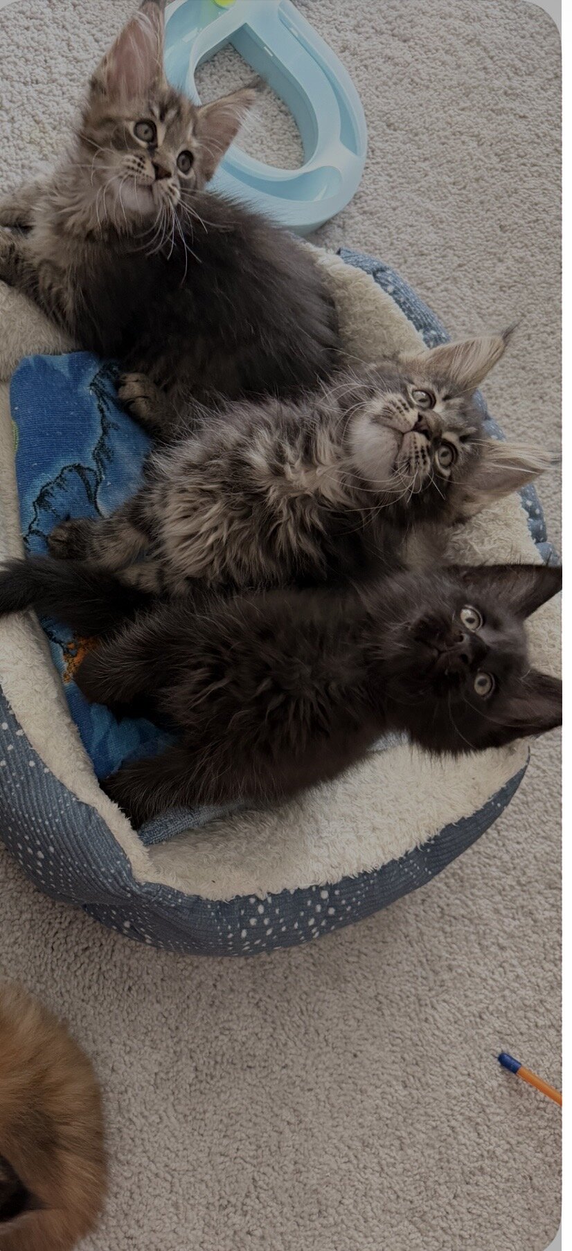 Maine Coon Kittens image 5
