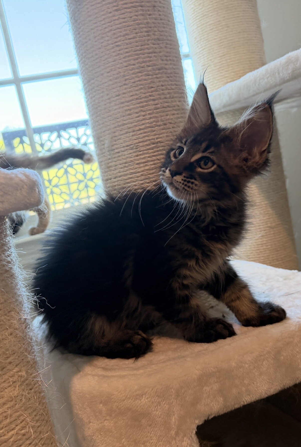 Maine Coon Kittens image 2