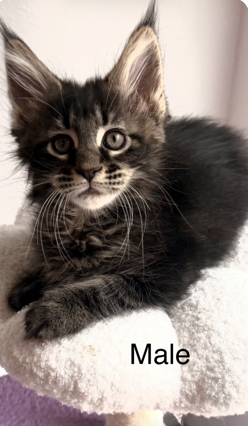 Maine Coon Kittens image 1
