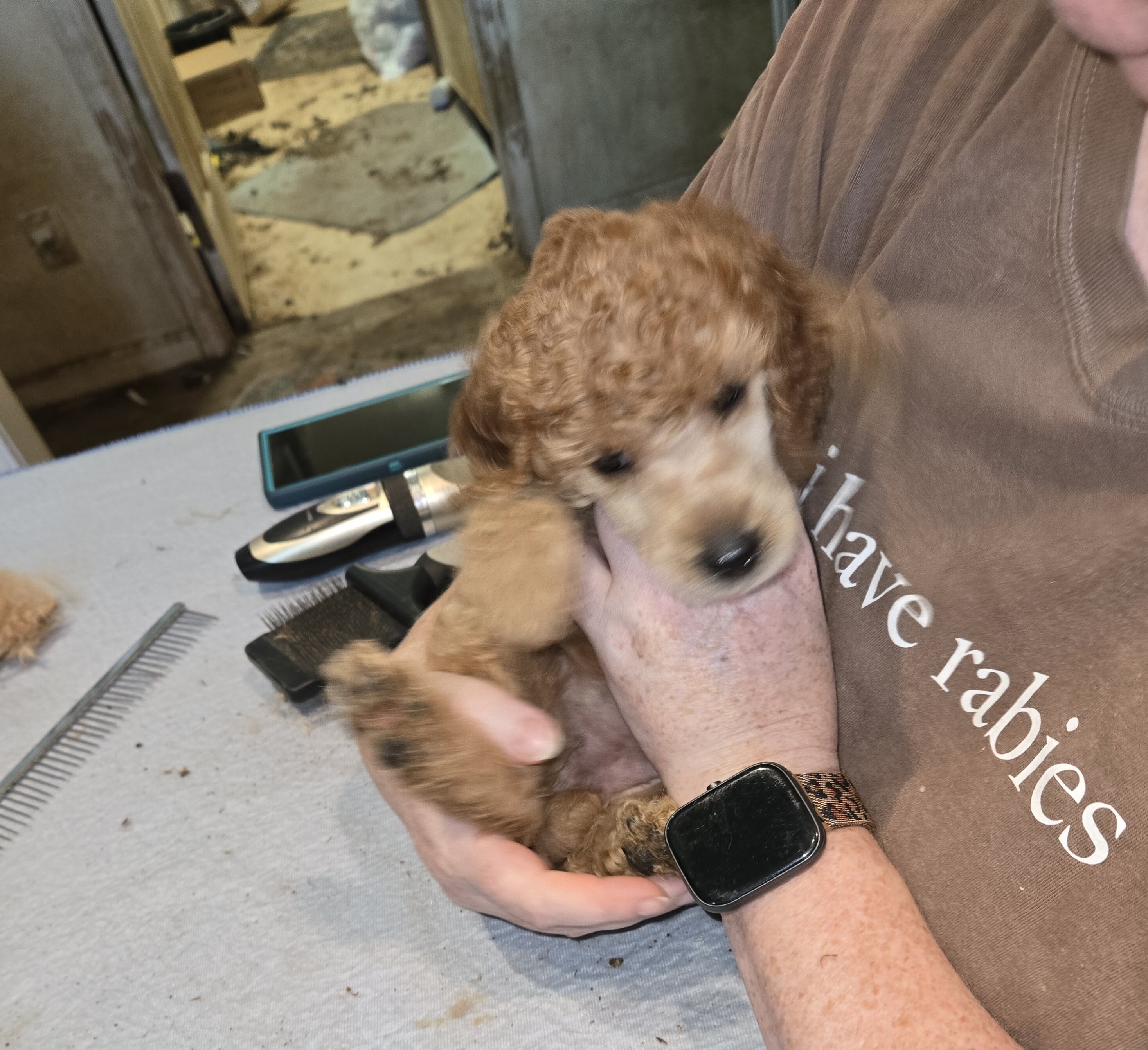 Red Standard Poodle Puppies image 1