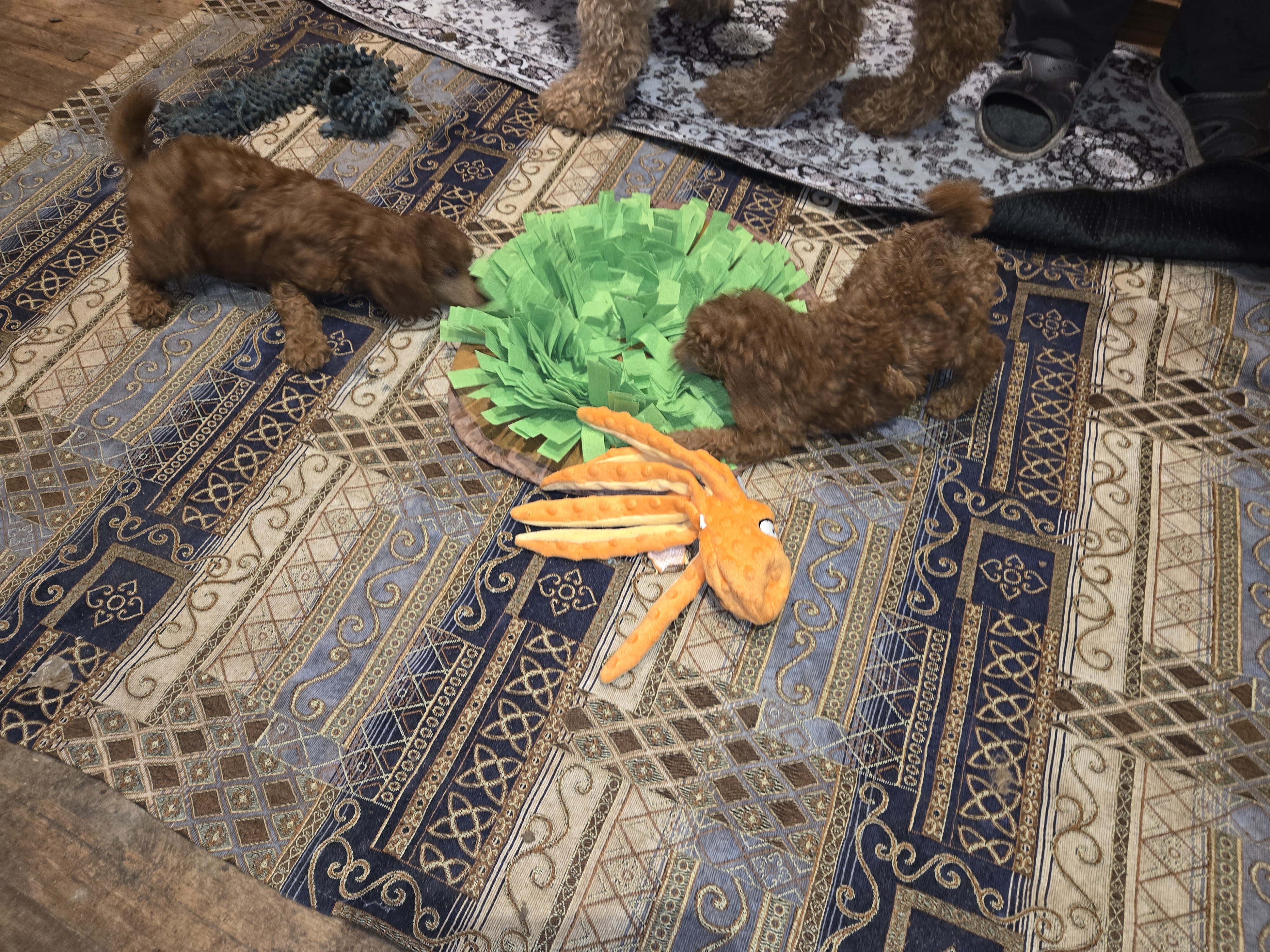 Red Standard Poodle Puppies image 2