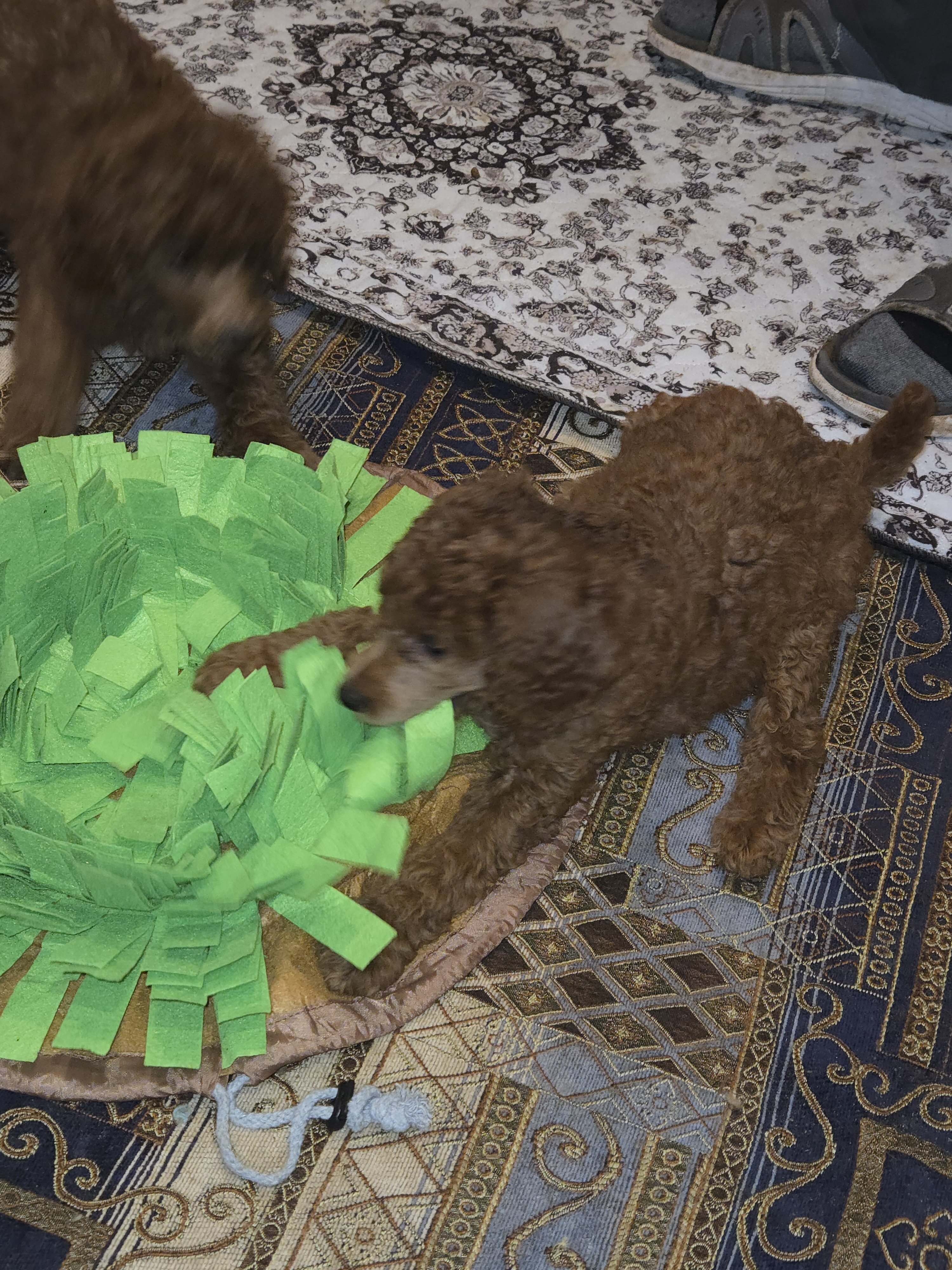 Red Standard Poodle Puppies image 3