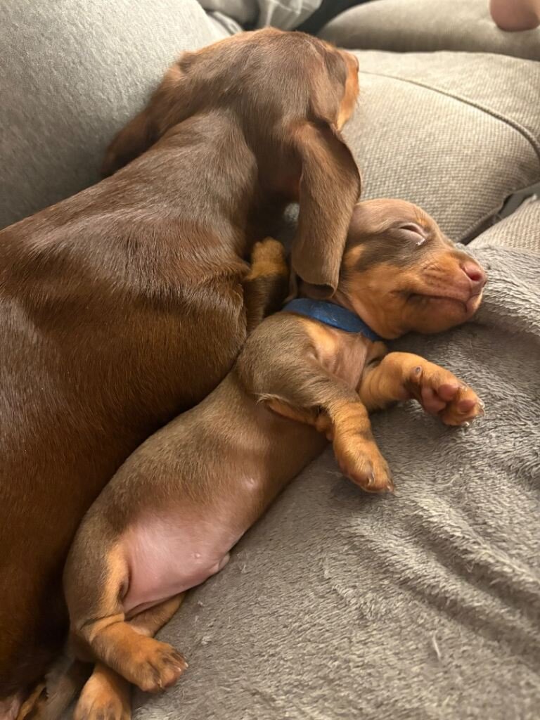 Miniature Dachshund Puppies image 2