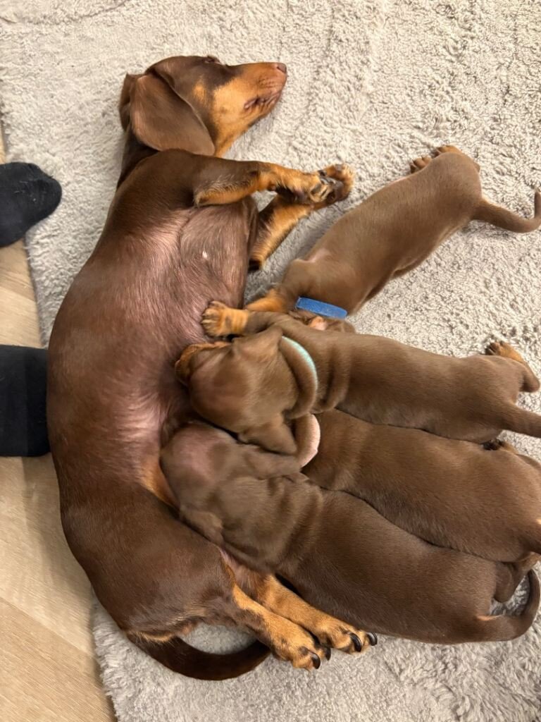 Miniature Dachshund Puppies image 1