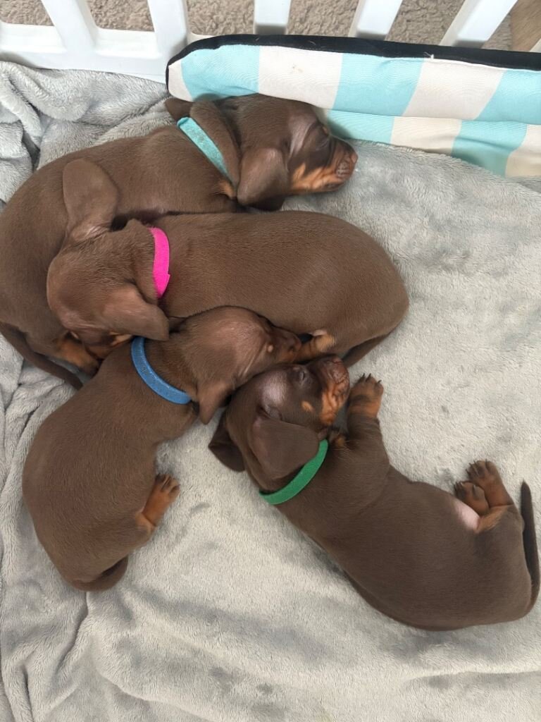 Miniature Dachshund Puppies image 3