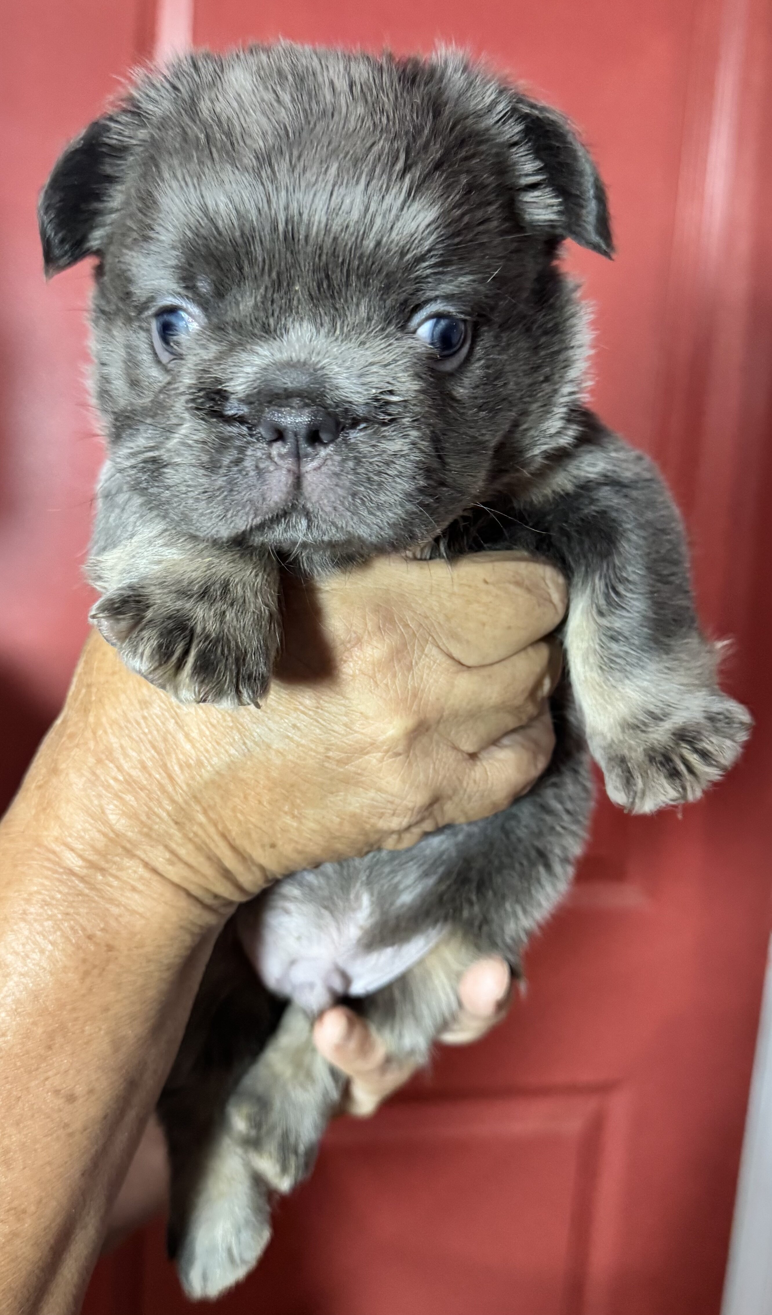 Fluffy French bulldog puppies image 3