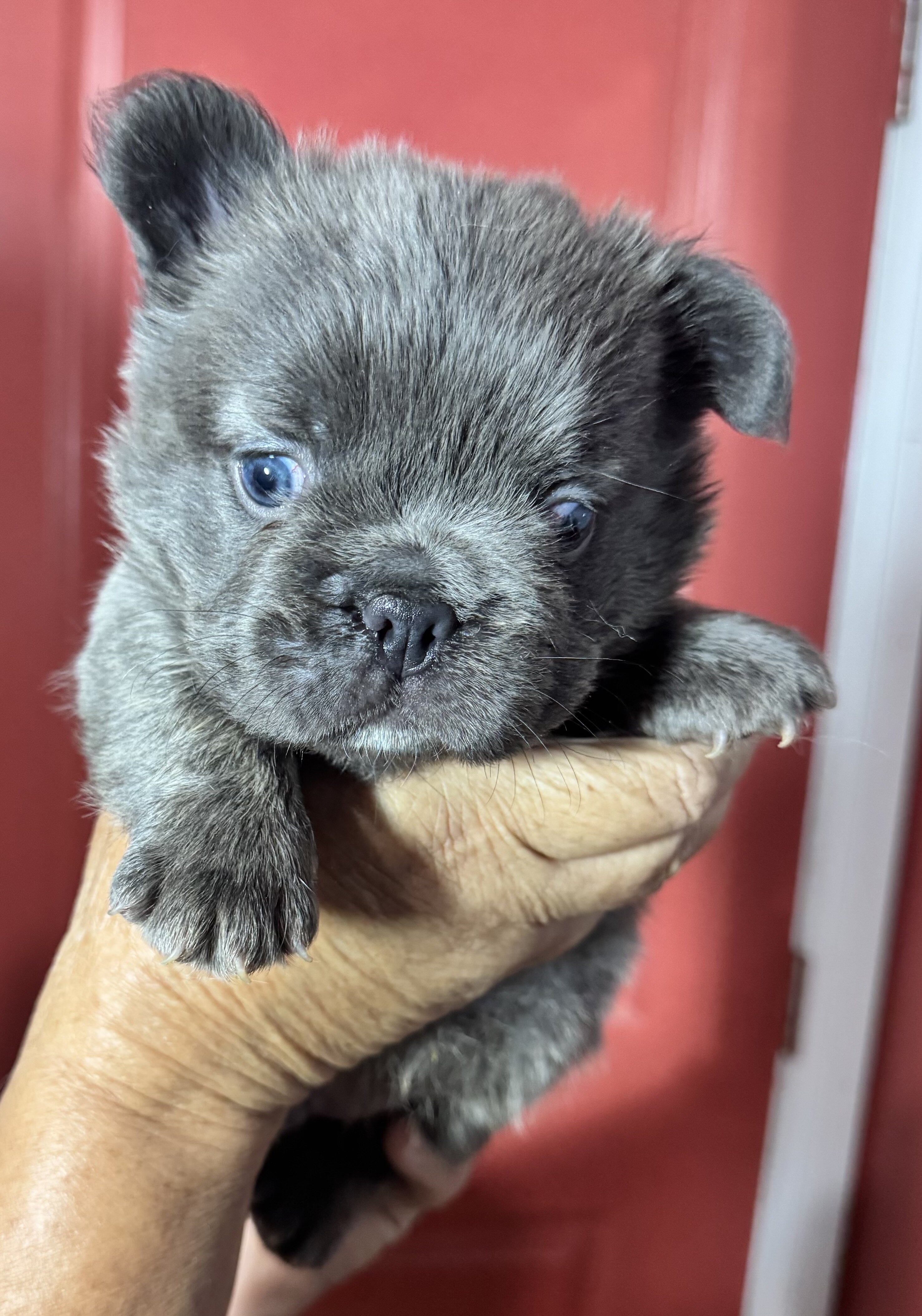Fluffy French bulldog puppies image 4