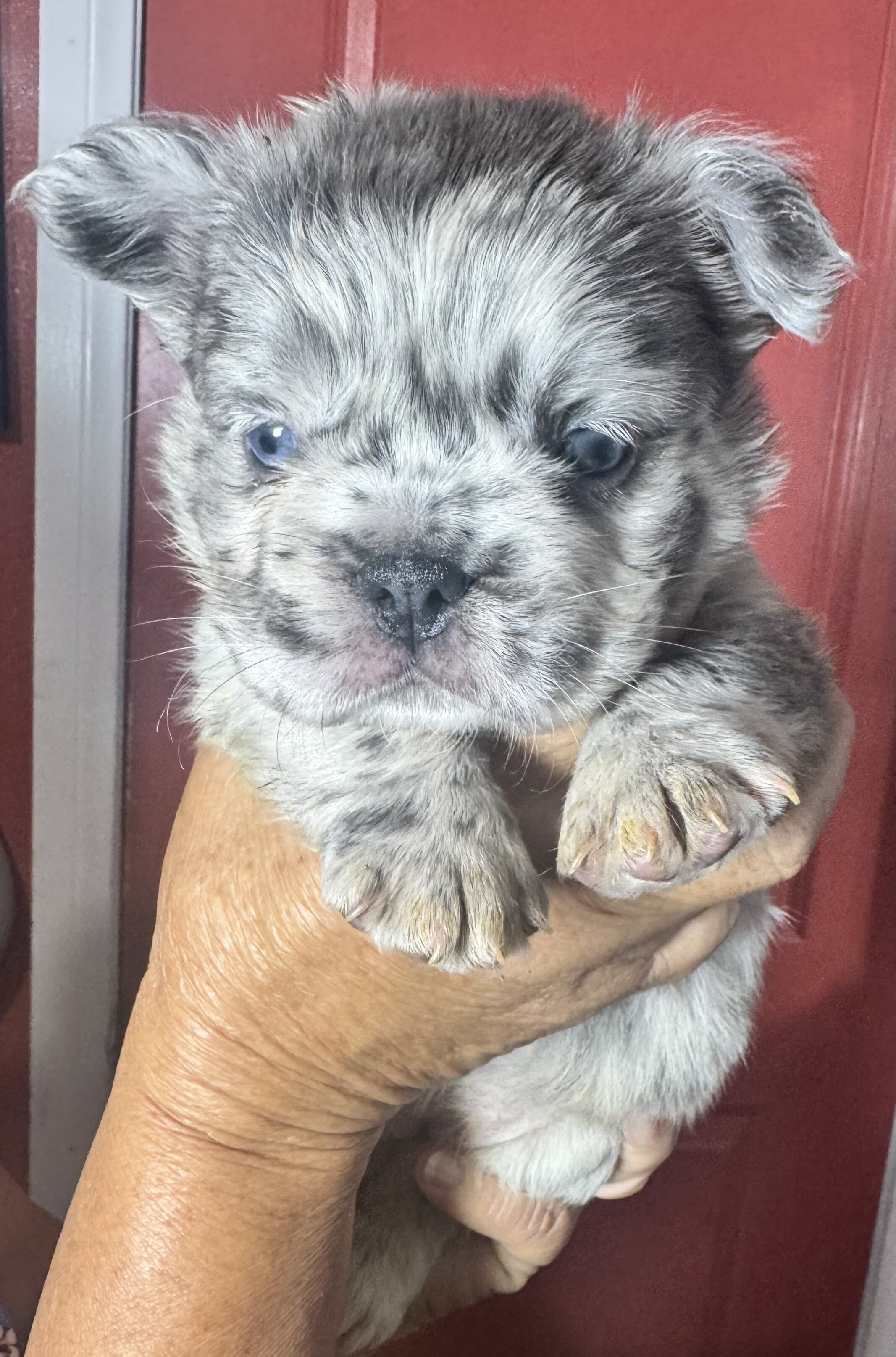 Fluffy French bulldog puppies image 5