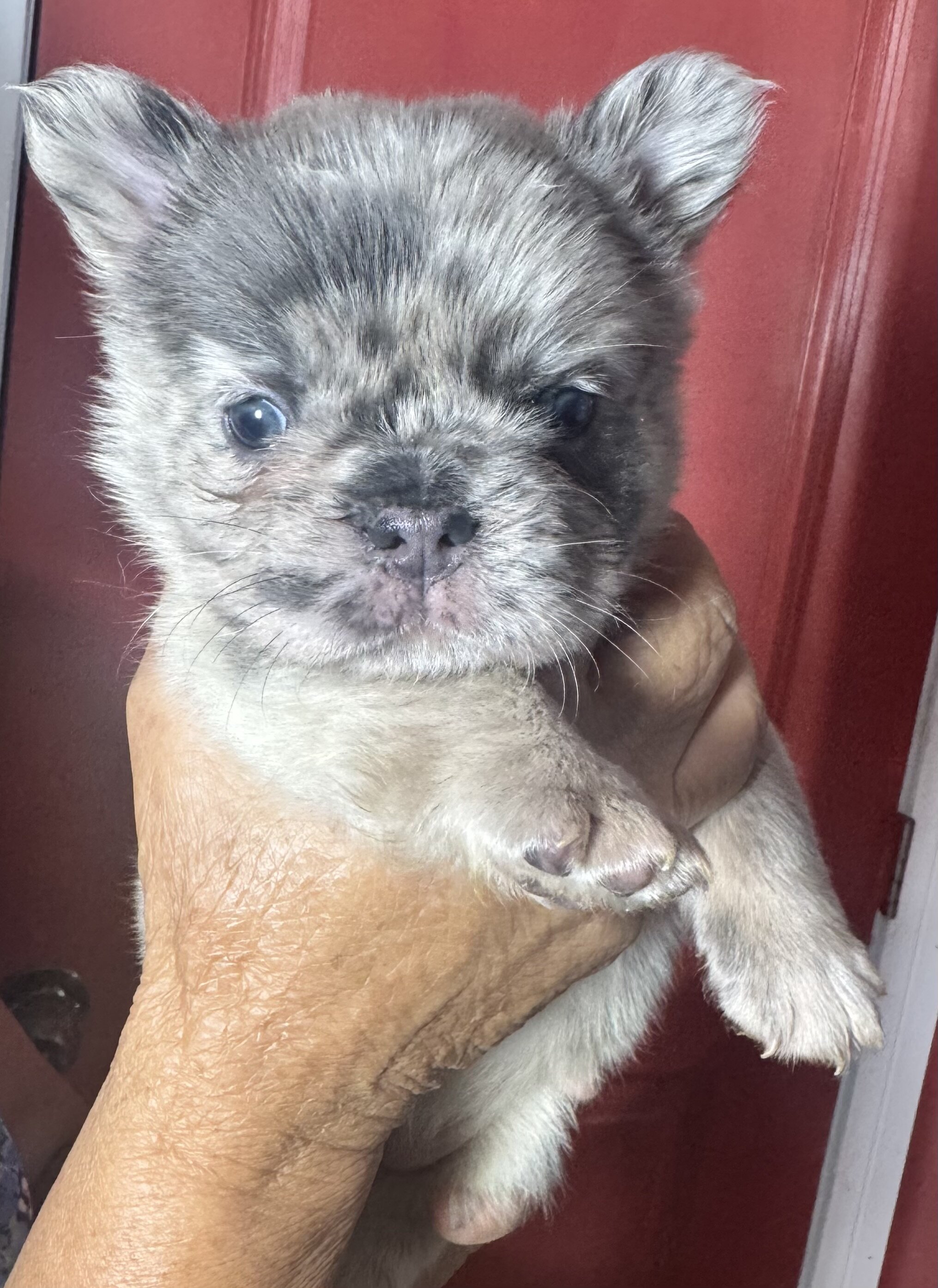 Fluffy French bulldog puppies image 6