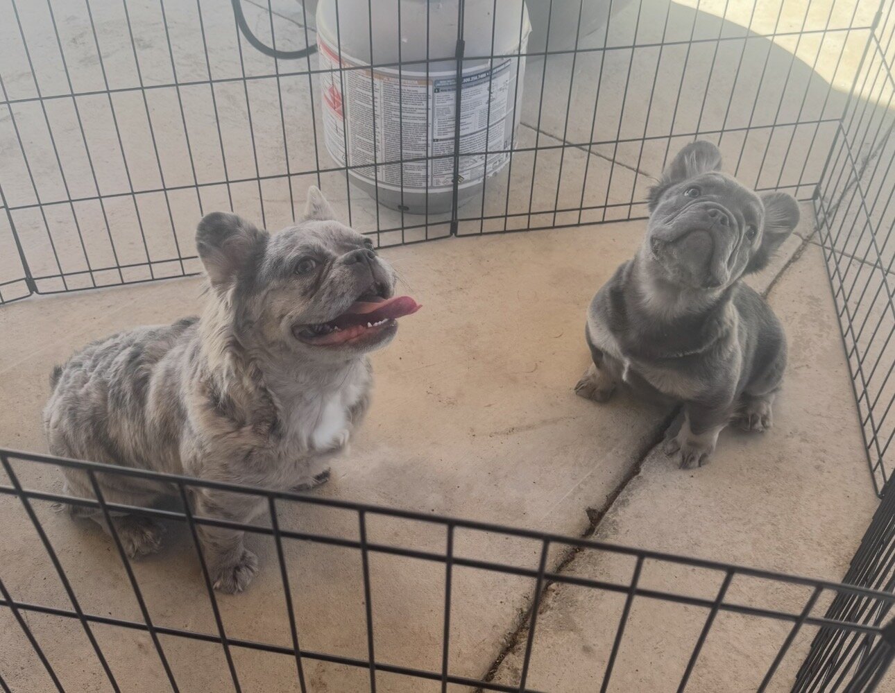 Fluffy French bulldog puppies image 7