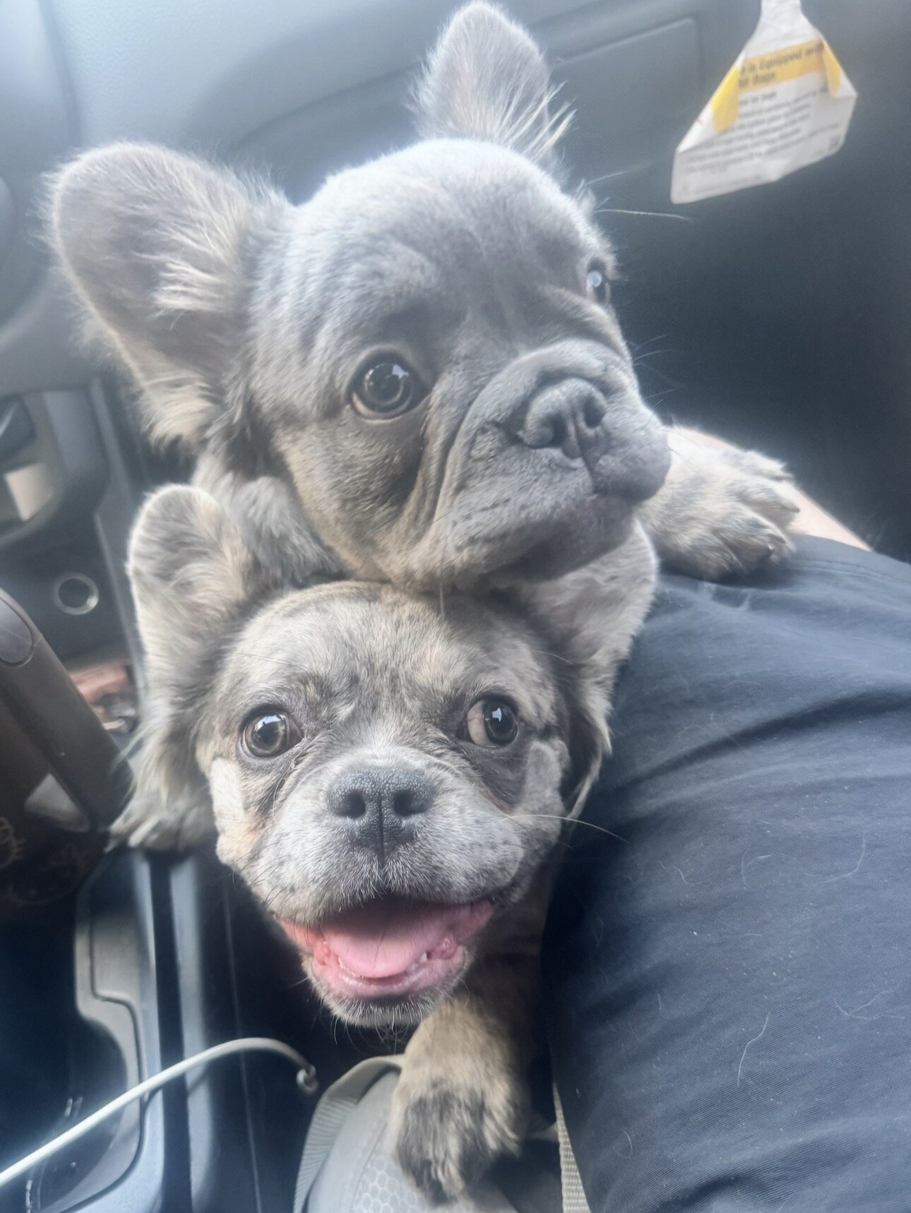 Fluffy French bulldog puppies image 8