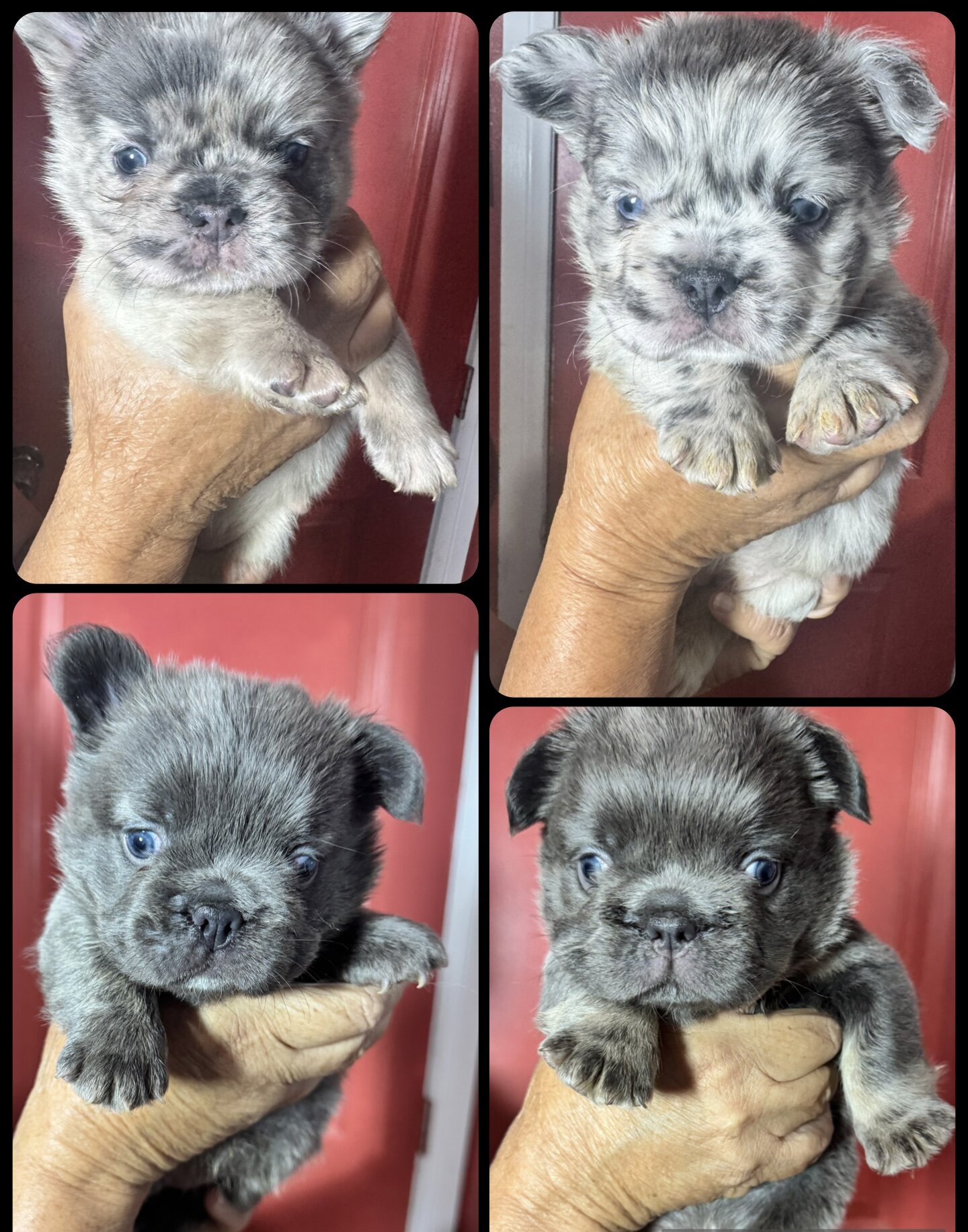 Fluffy French bulldog puppies image 2