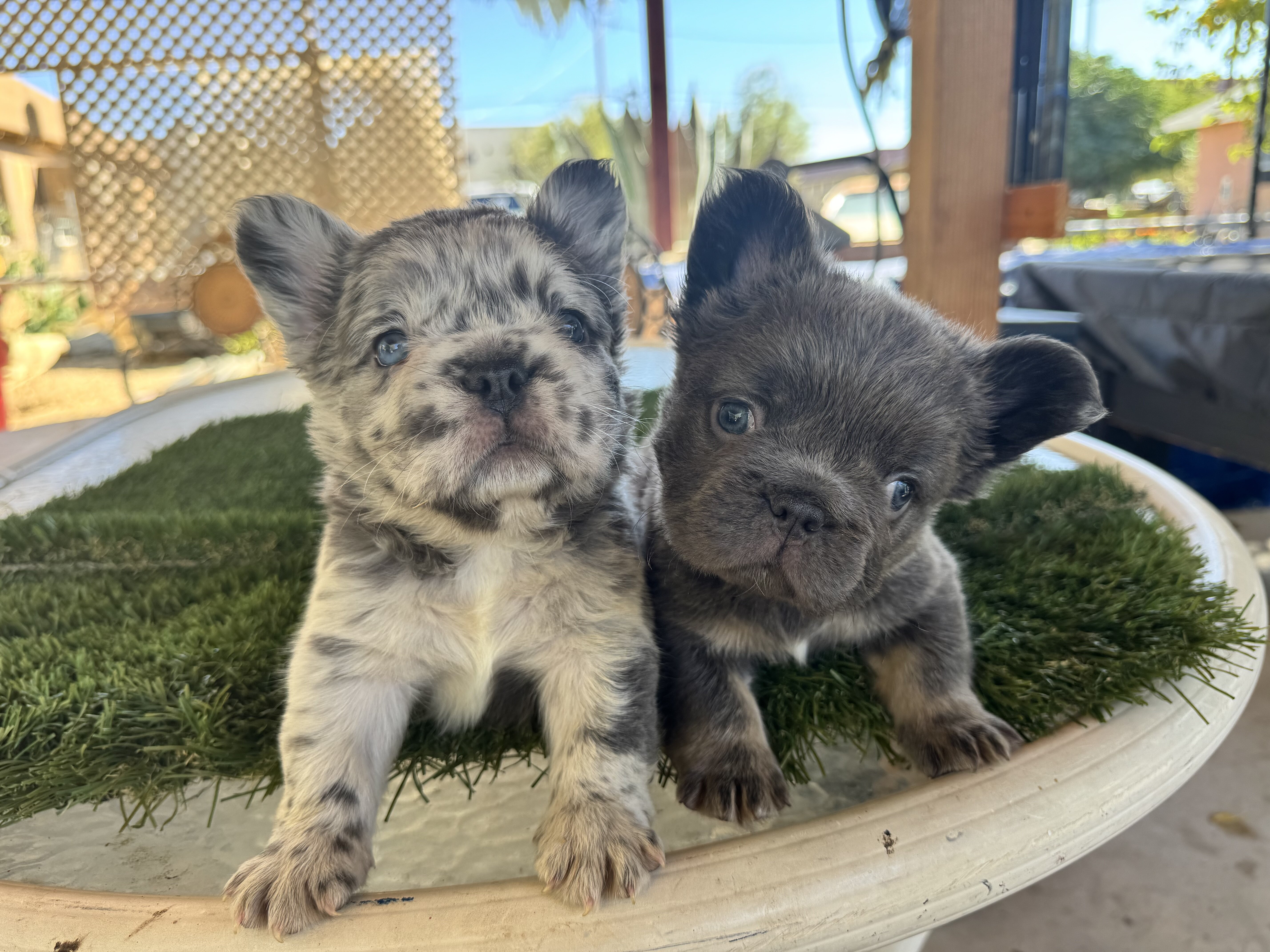 Fluffy French bulldog puppies image 1