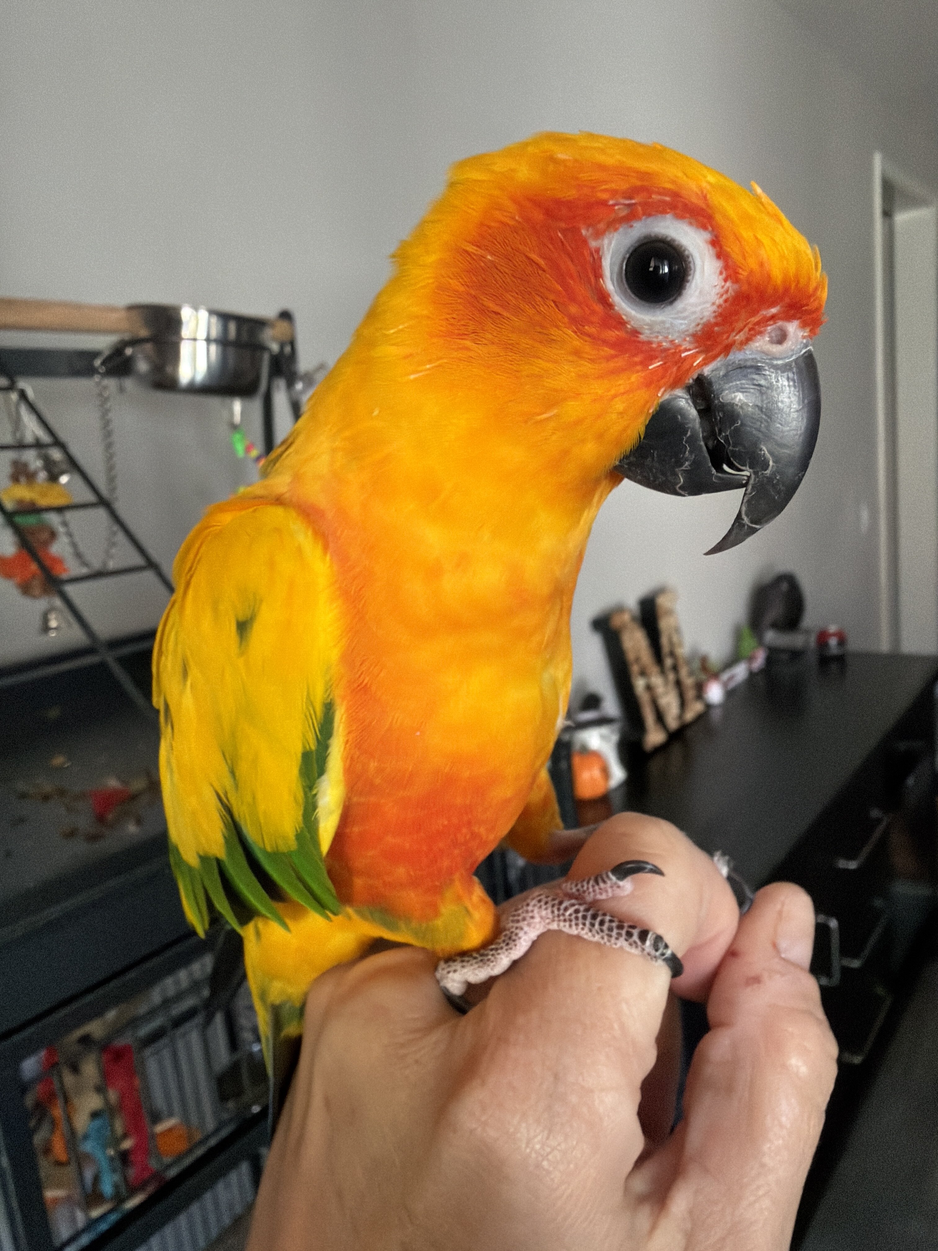 Sun Conure image 2