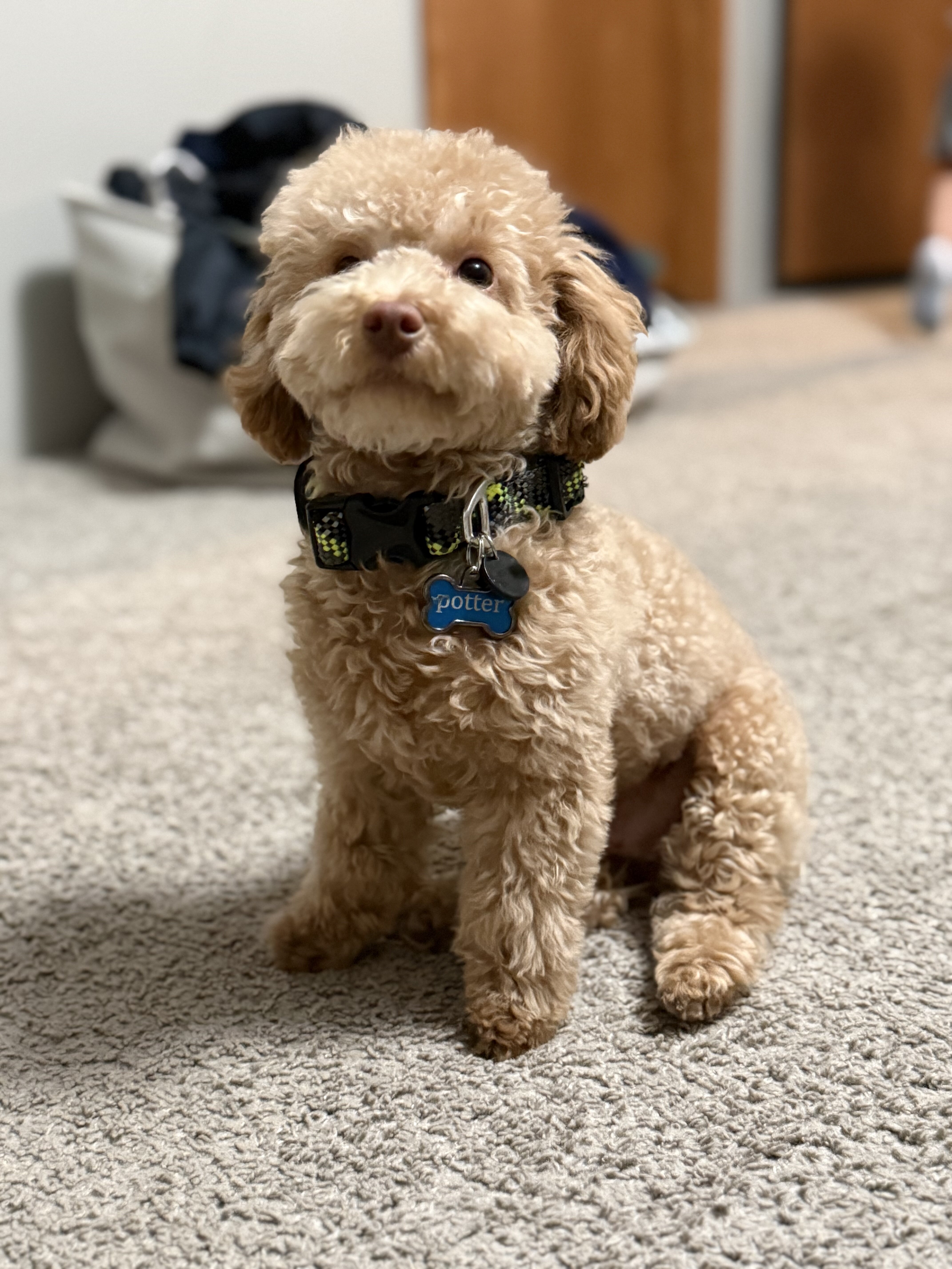 Toy poodle image 1