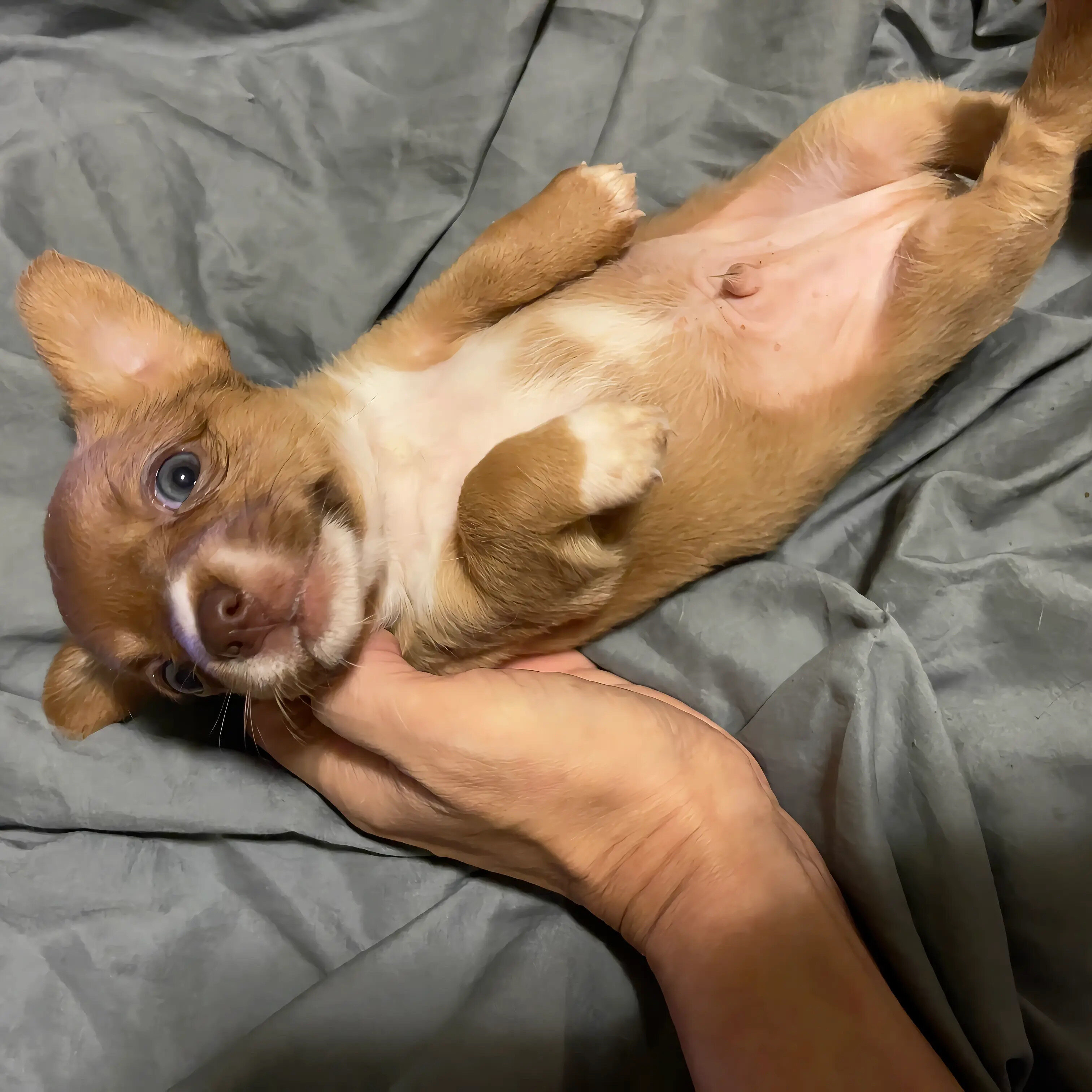 Small Applehead Chihuahuas image 4