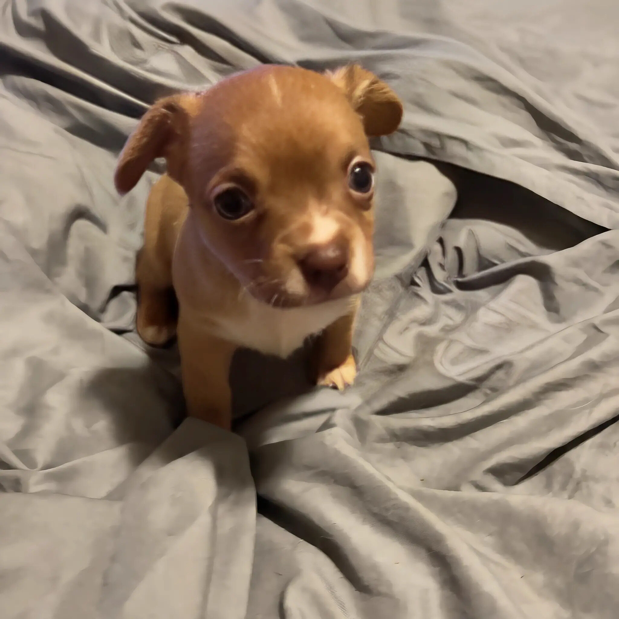 Small Applehead Chihuahuas image 2