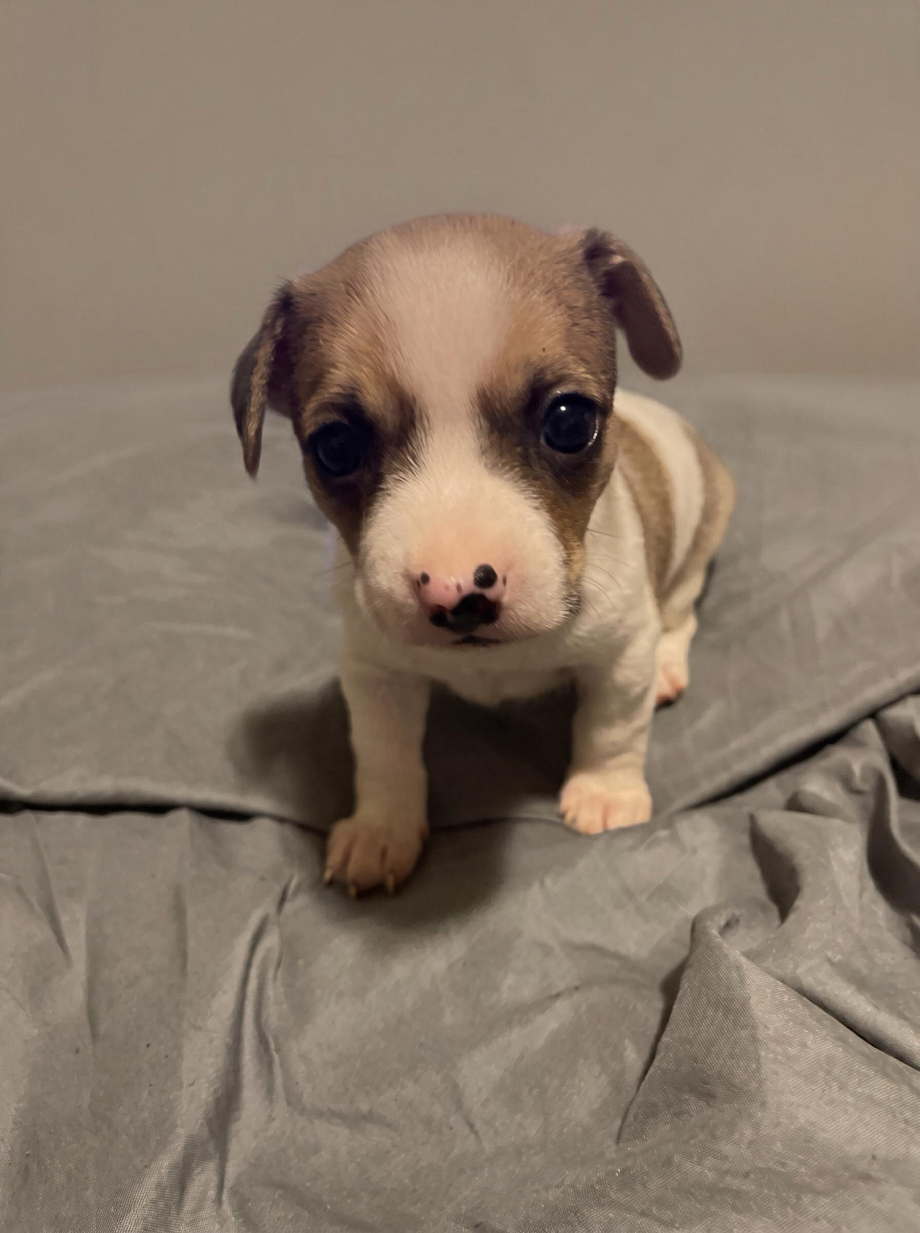 Small Applehead Chihuahuas image 1