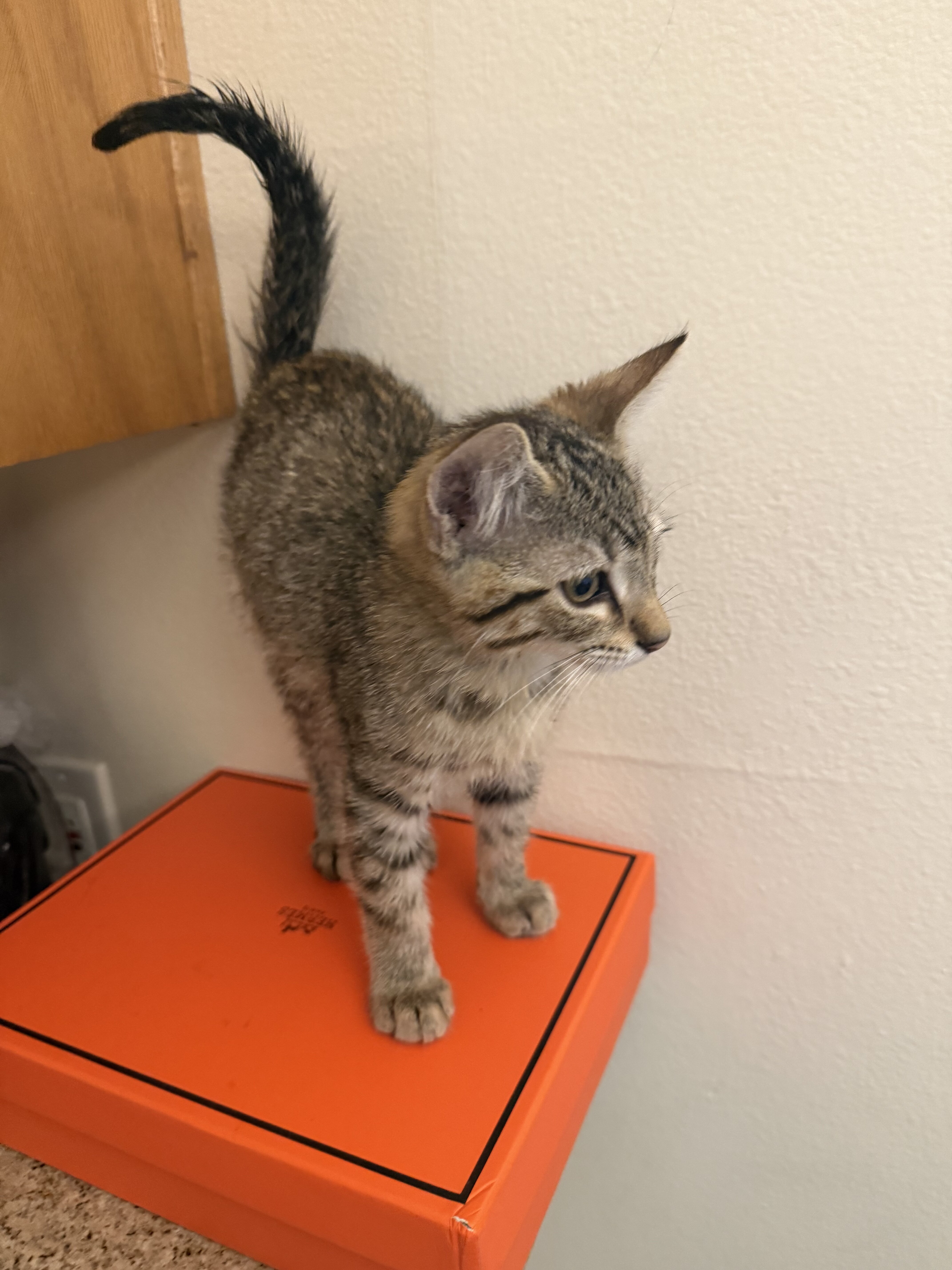 Savannah kittens rehoming image 1
