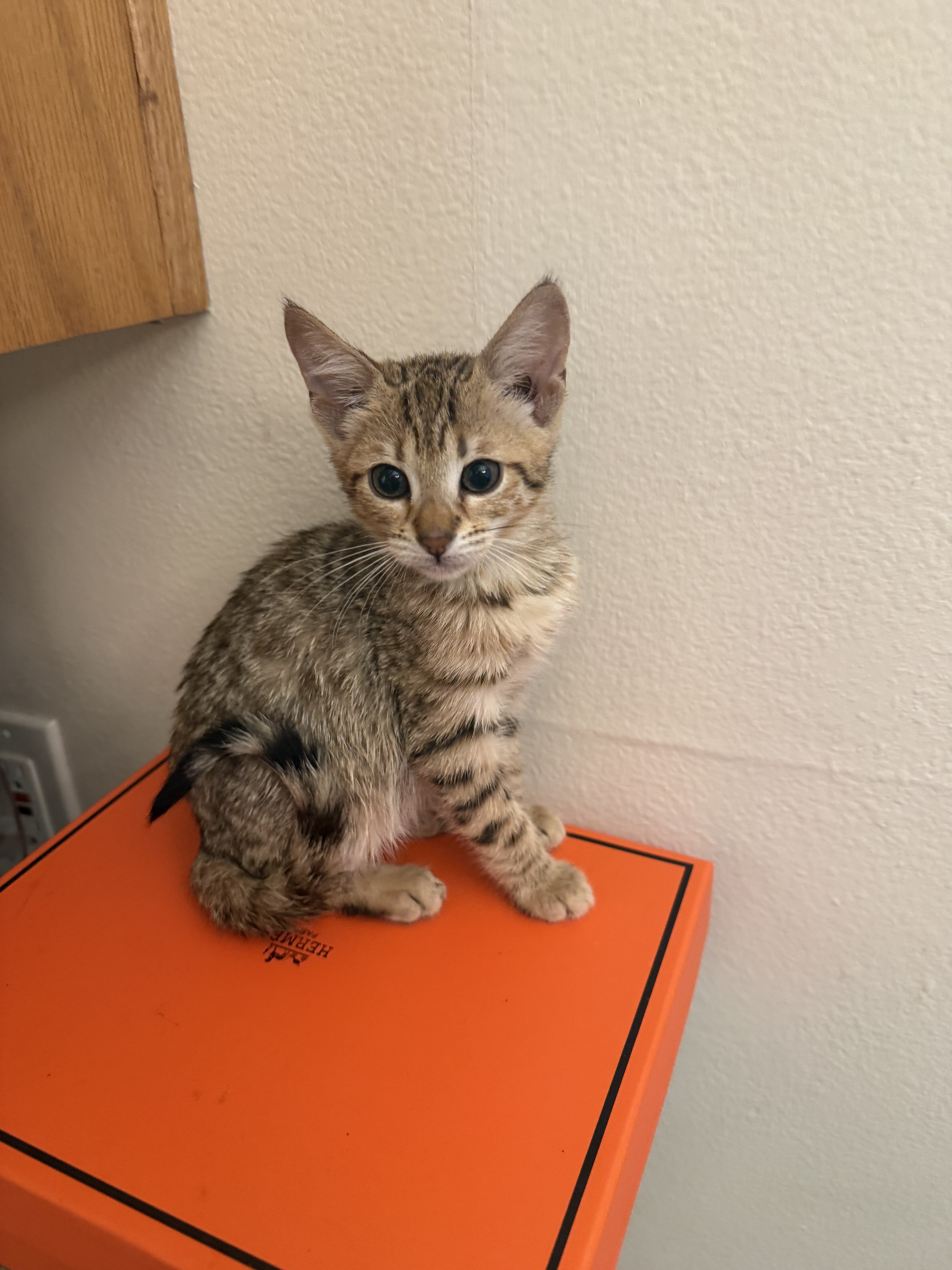 Savannah kittens rehoming image 2