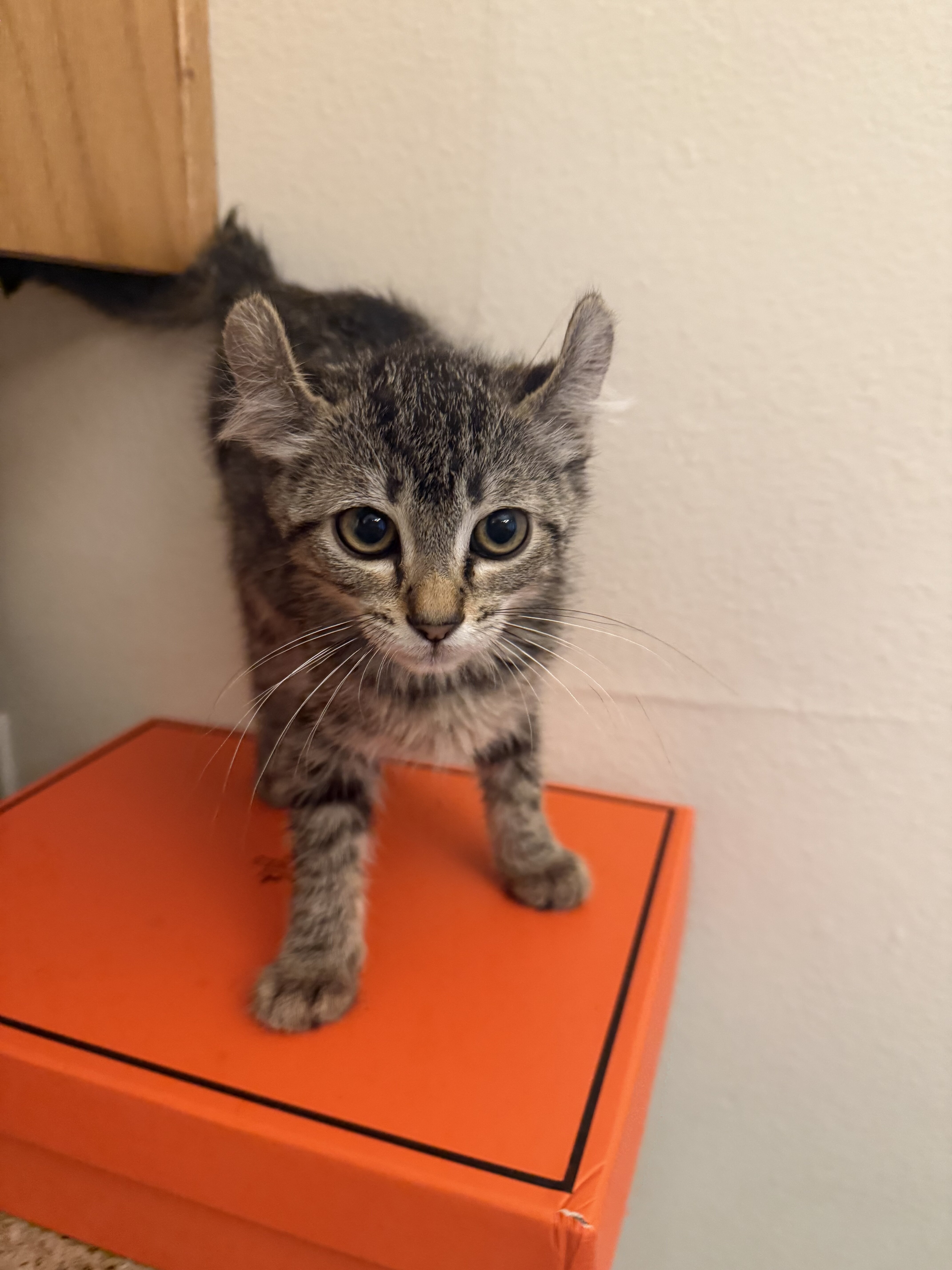 Savannah kittens rehoming image 3