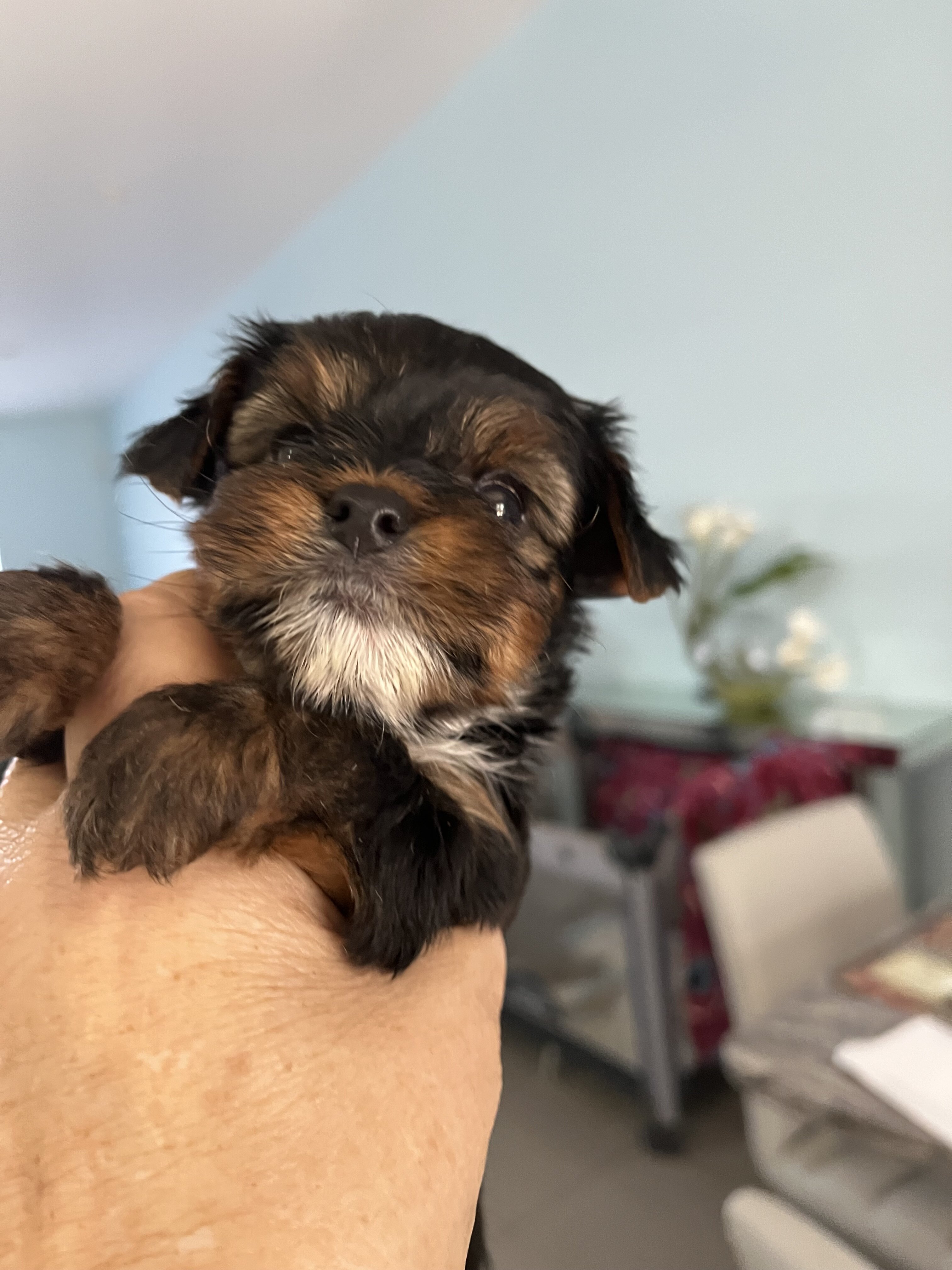 yorkies puppys image 3