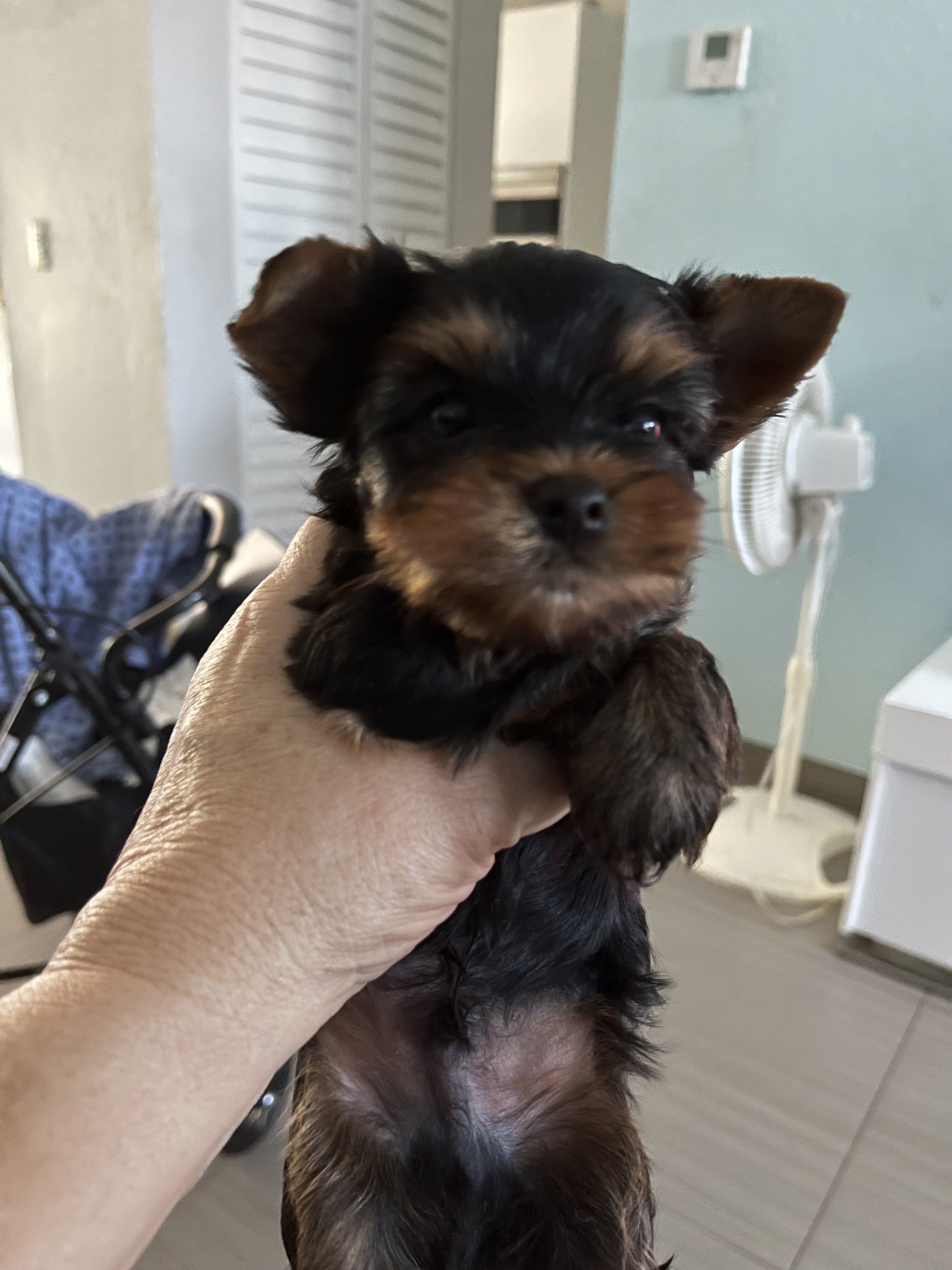 yorkies puppys image 2