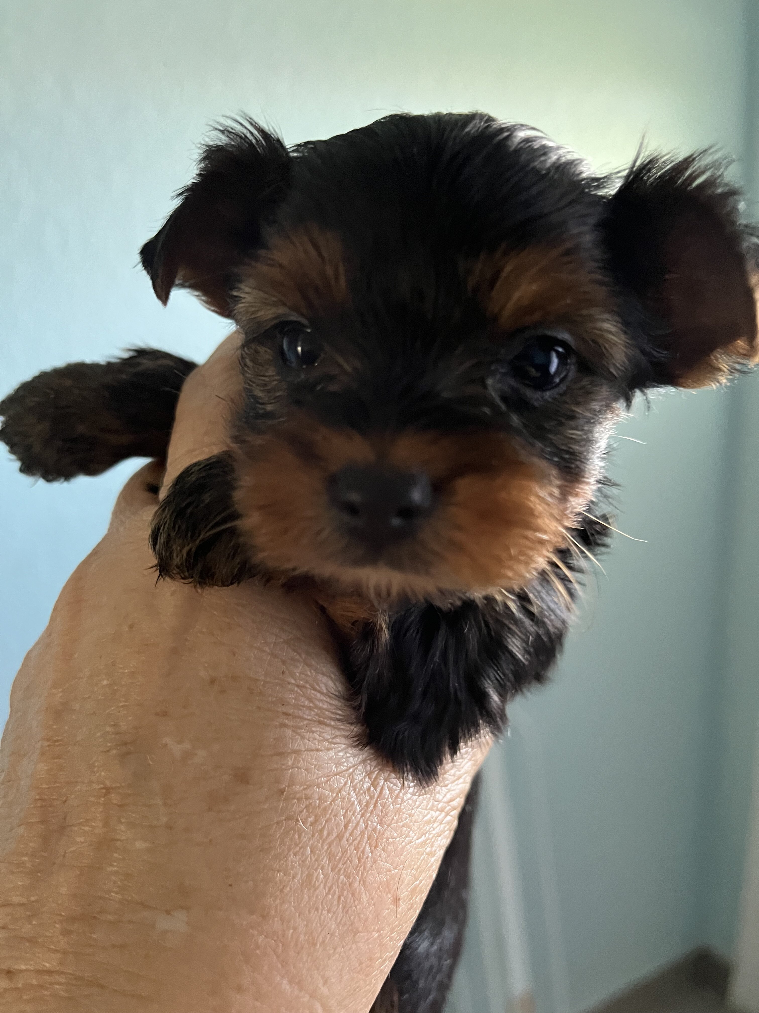 yorkies puppys image 1
