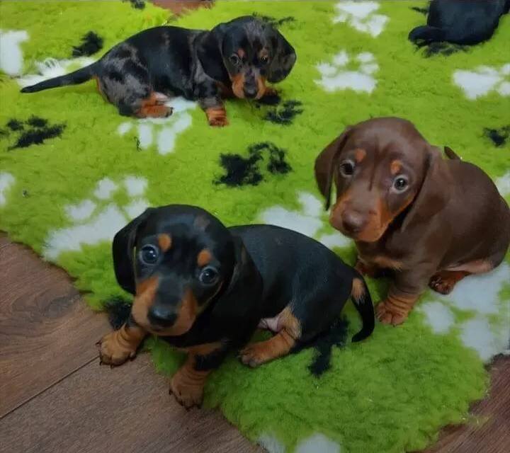 Miniature Dachshund puppies image 1