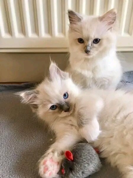 Ragdoll kittens image 1