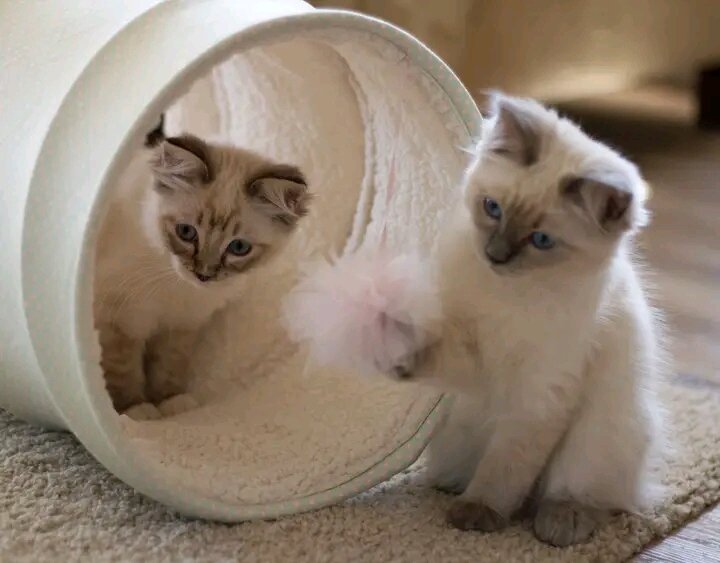 Ragdoll kittens image 2