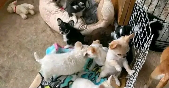 Sweet Chihuahua puppies image 1