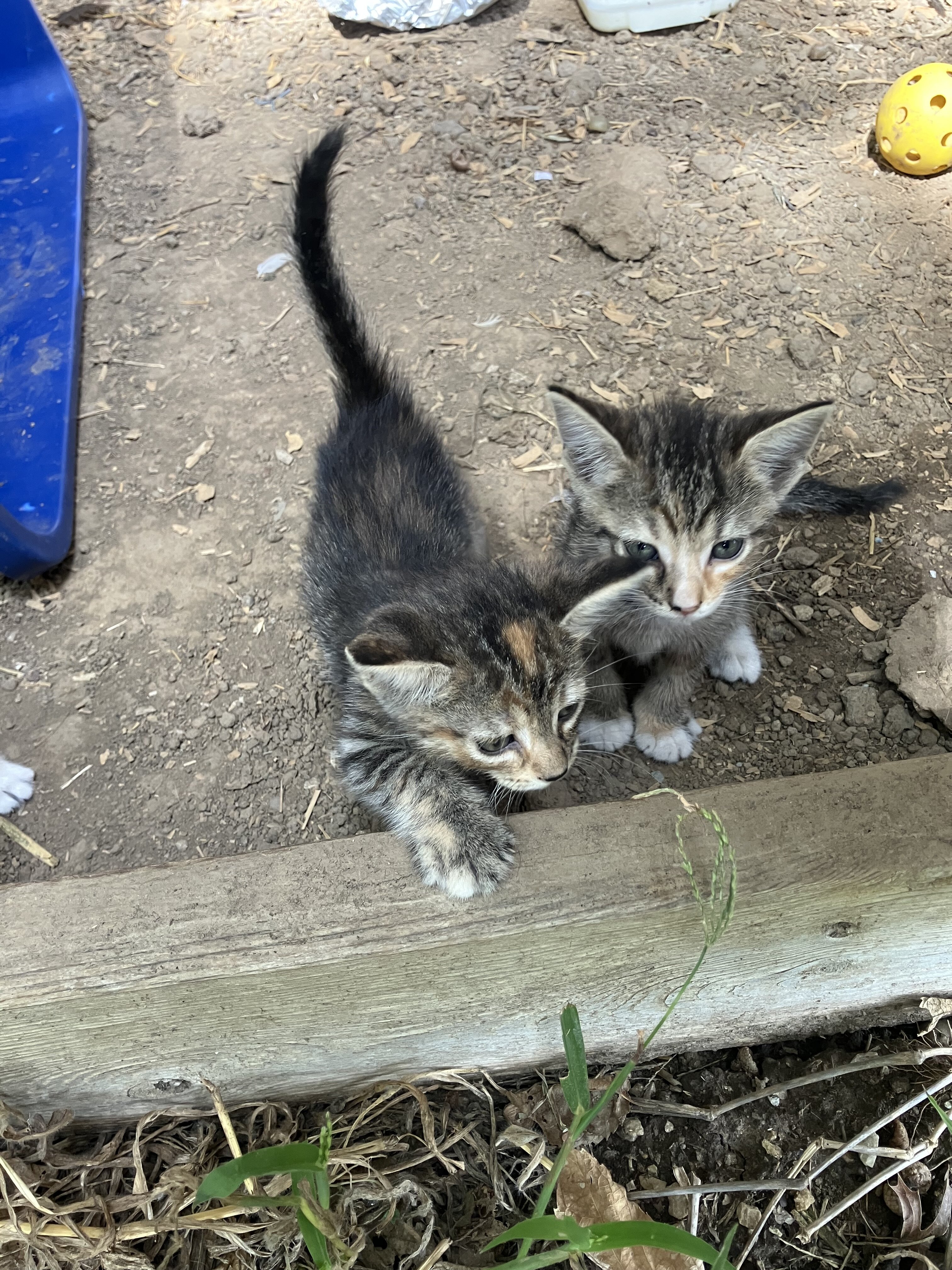 Kitten image 4