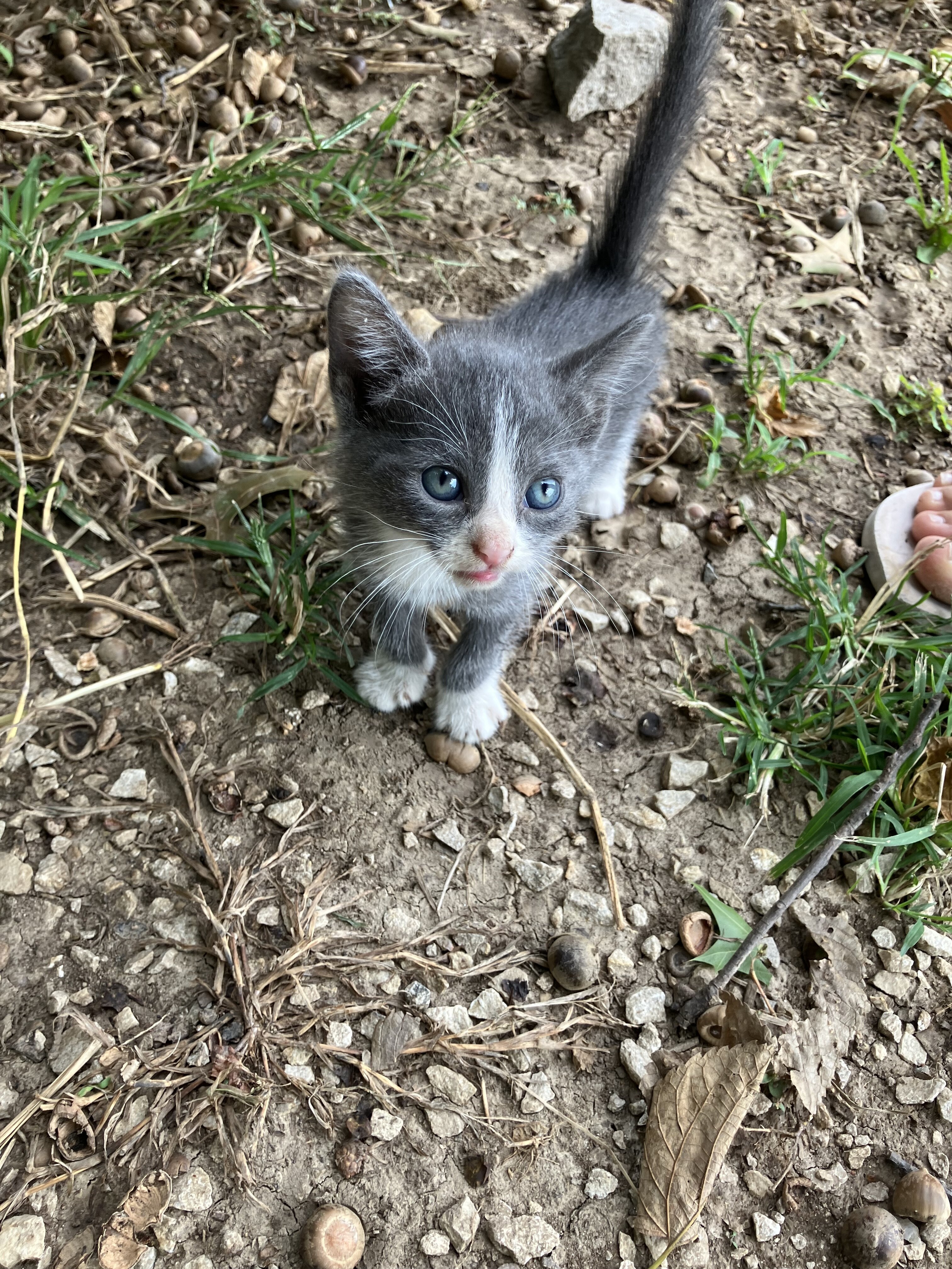 Kitten image 2