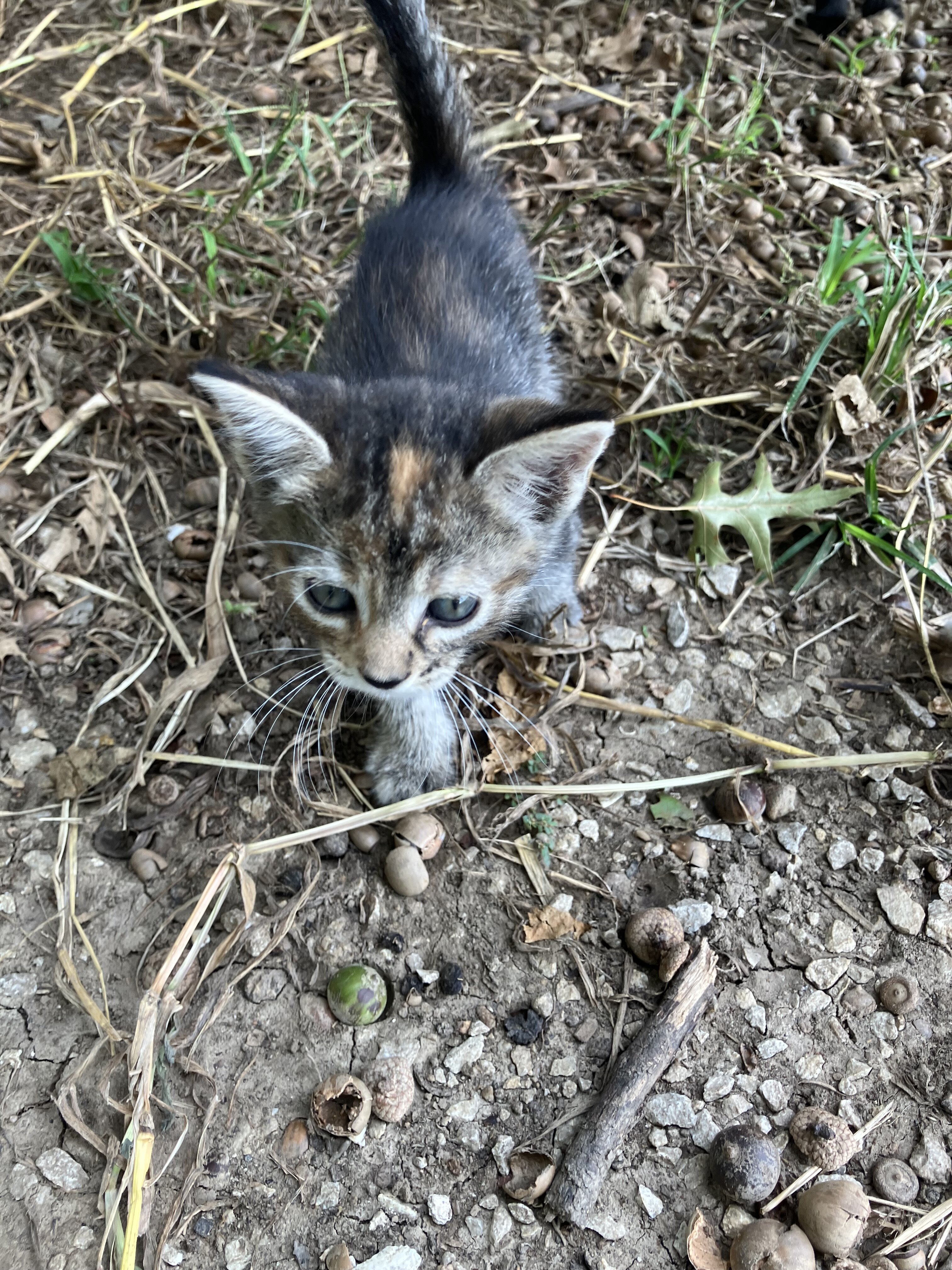 Kitten image 3