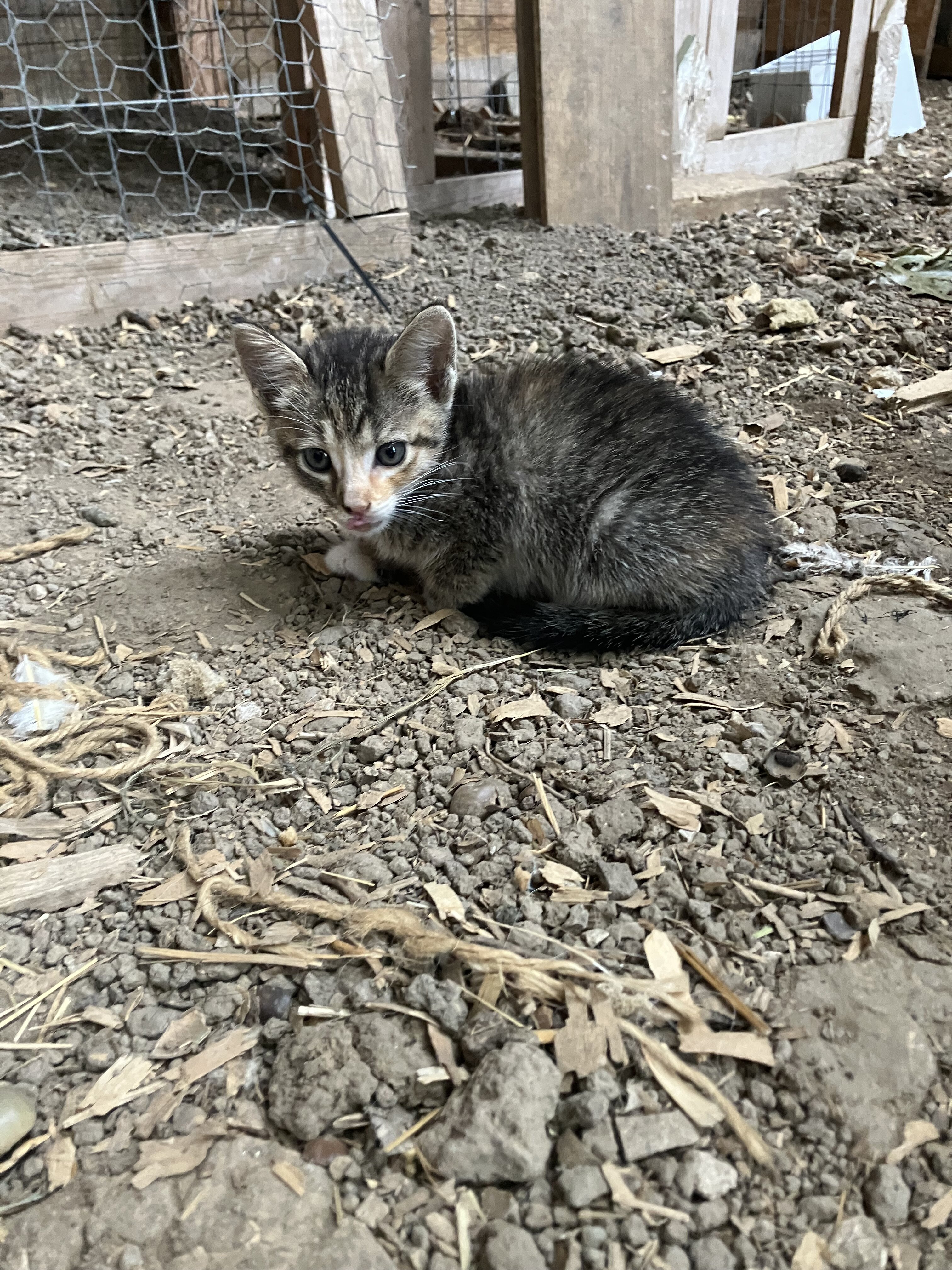 Kitten image 1