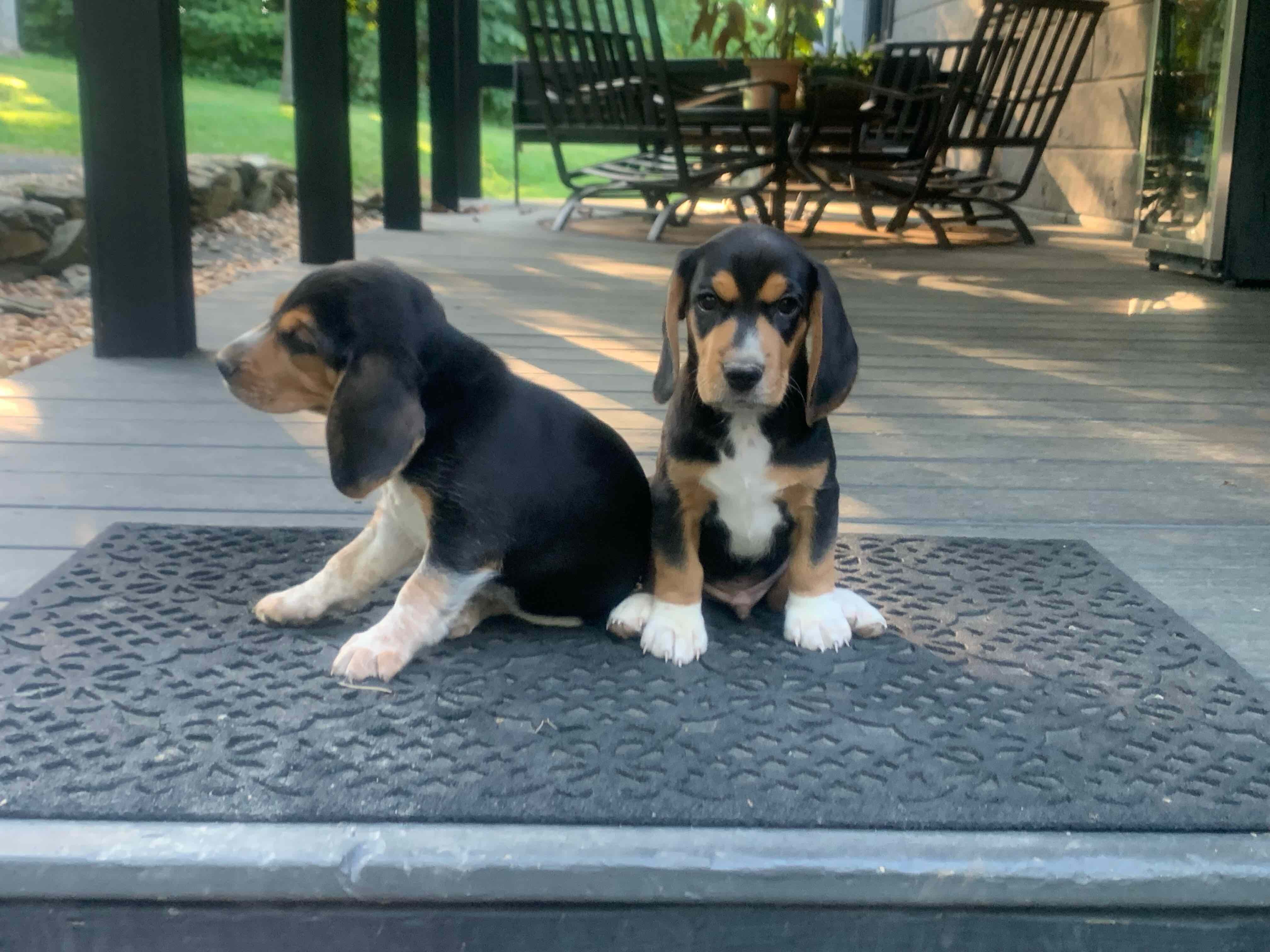 Beagle puppies! image 1