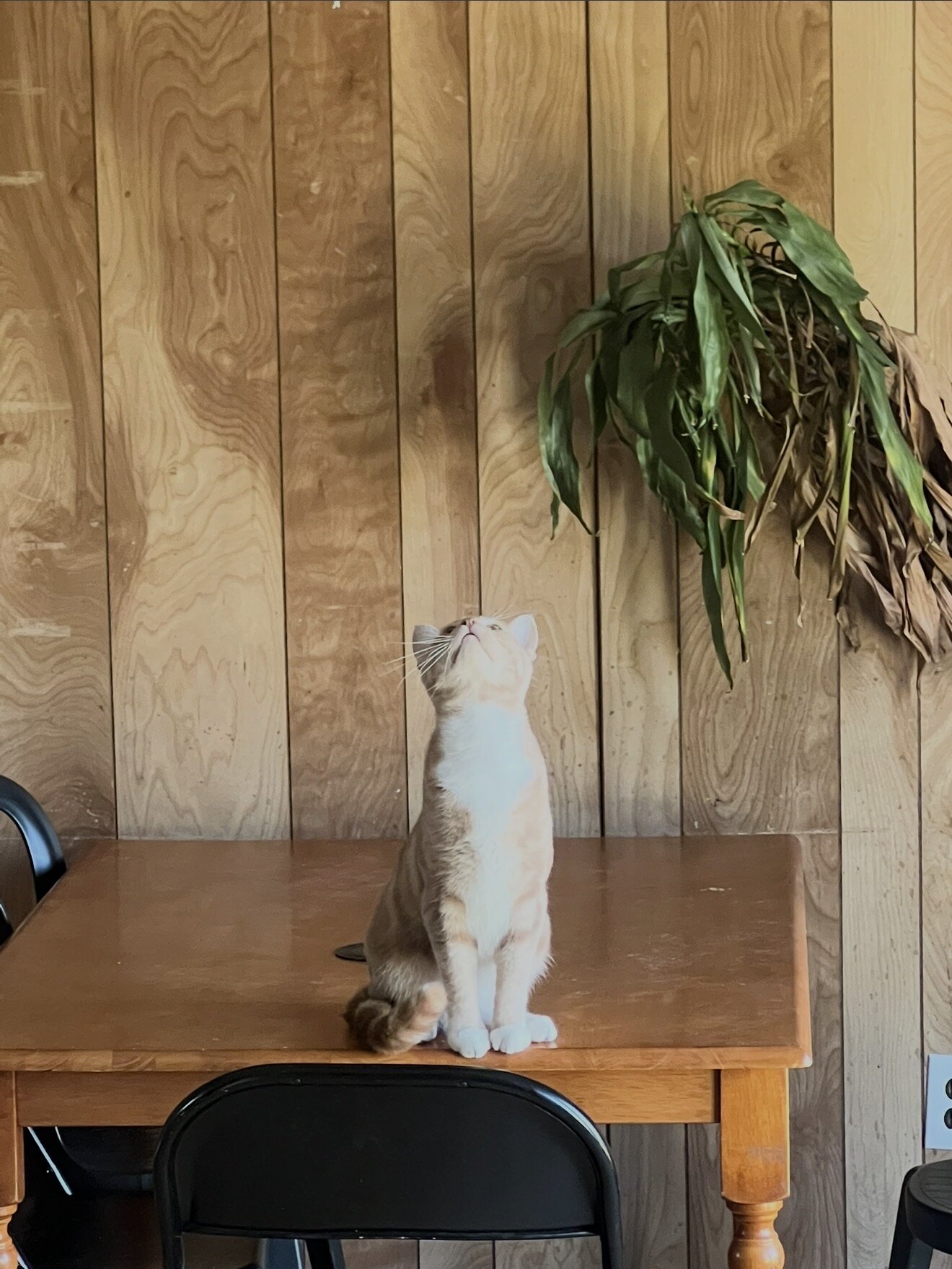 One and a half year old Boy Cat image 1